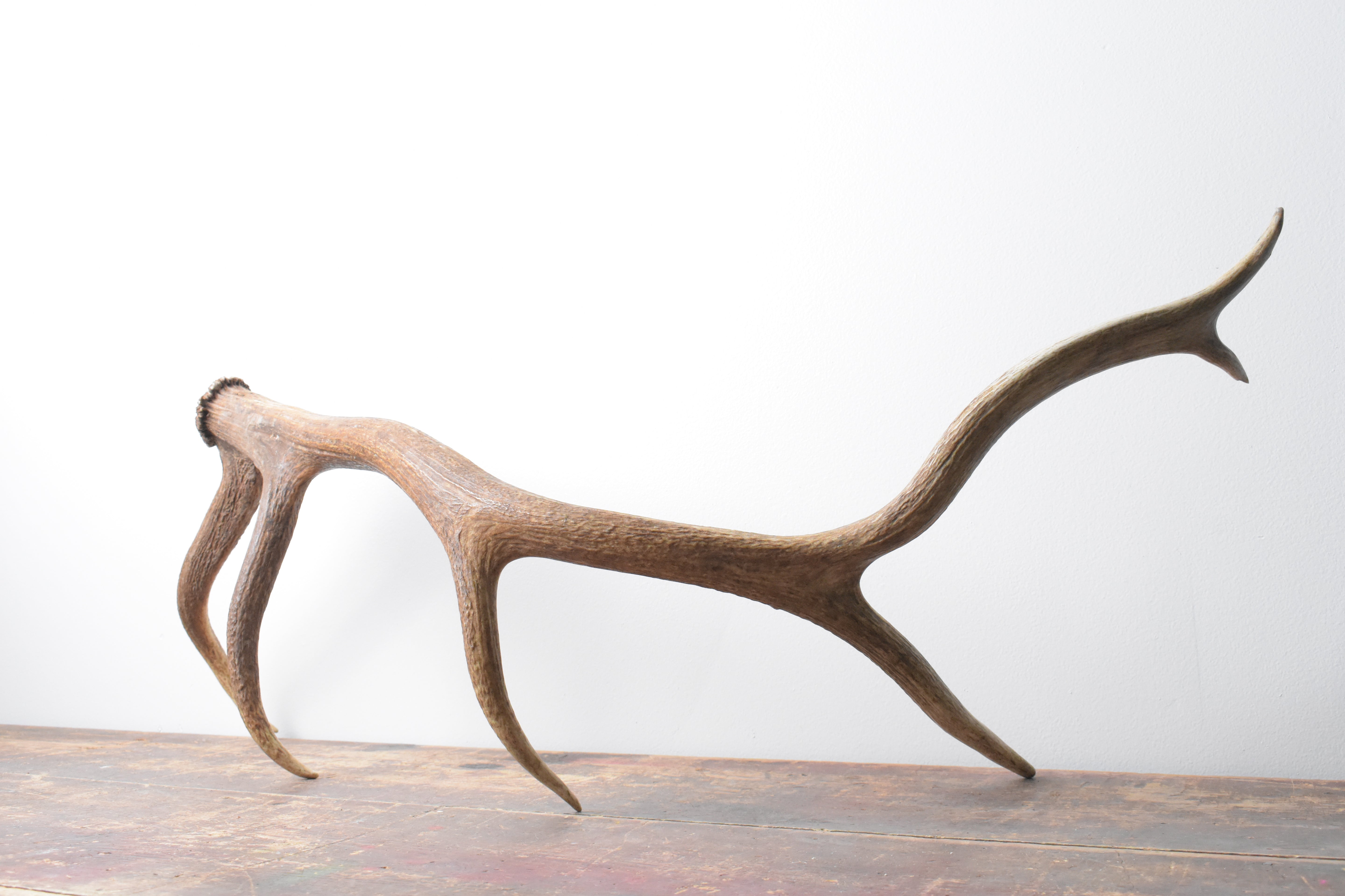 Elk Antler | Large Size | 98