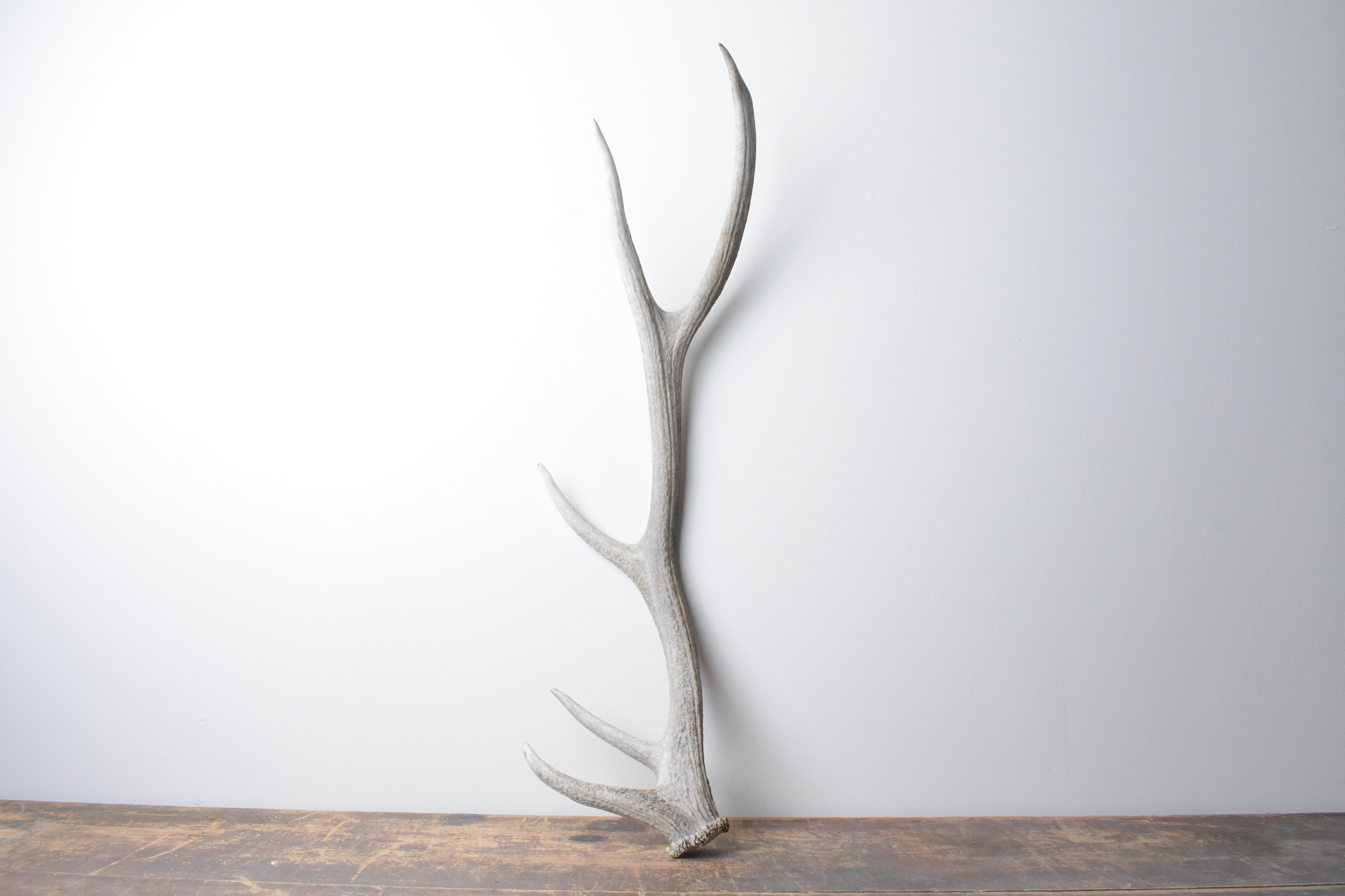 Elk Antler | Medium Size | 99