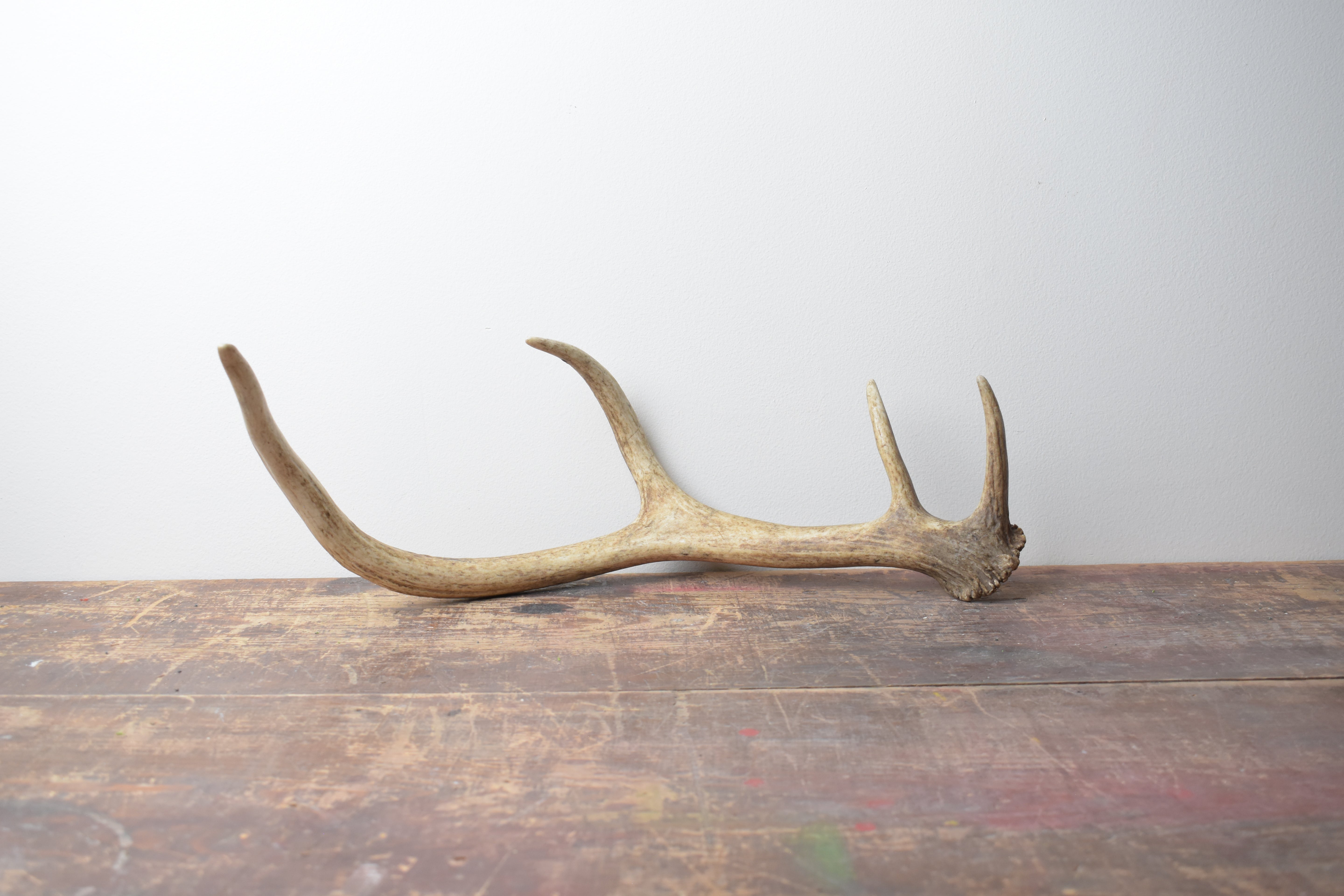 Elk Antler | 37