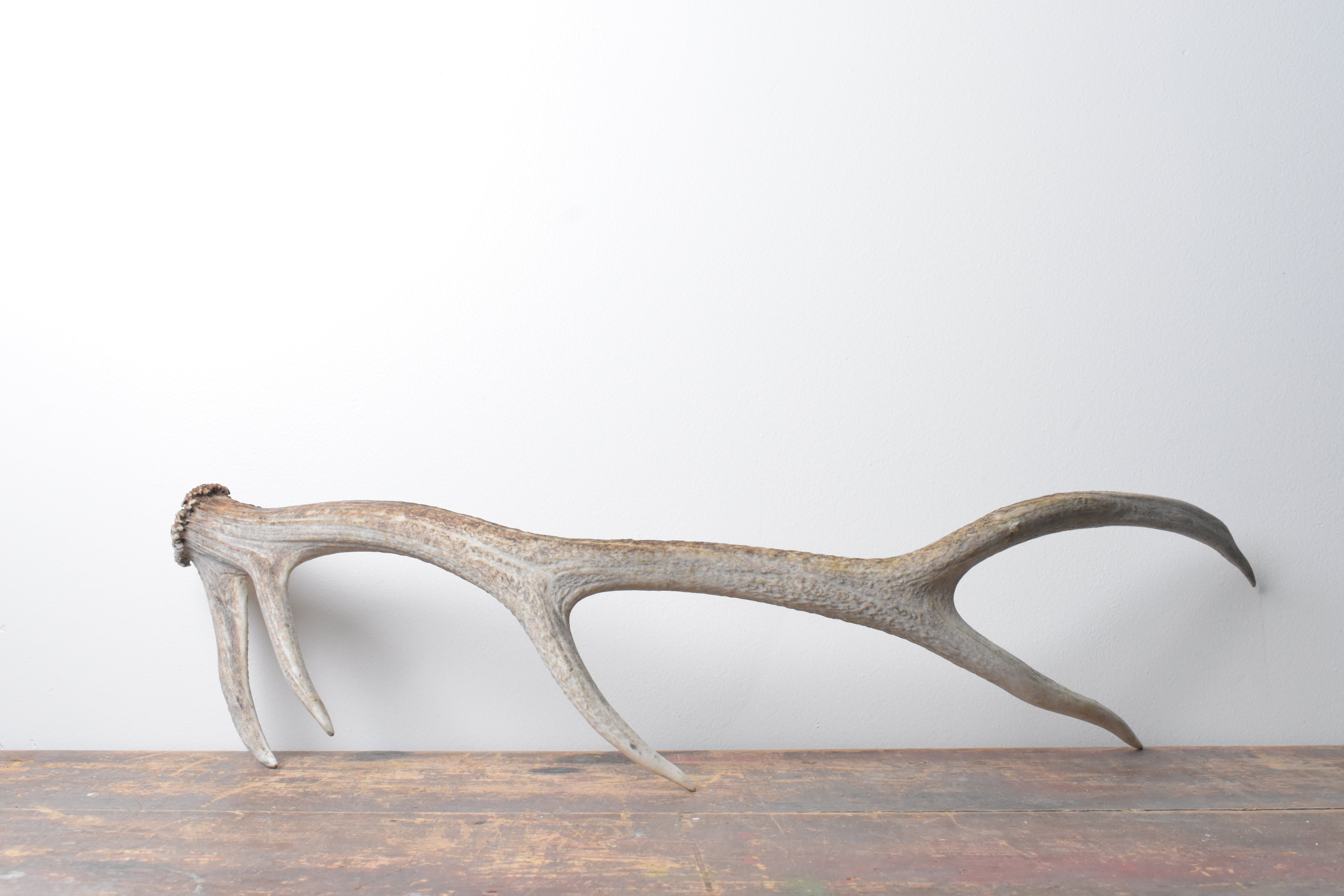 Elk Antler | Medium Size | 99