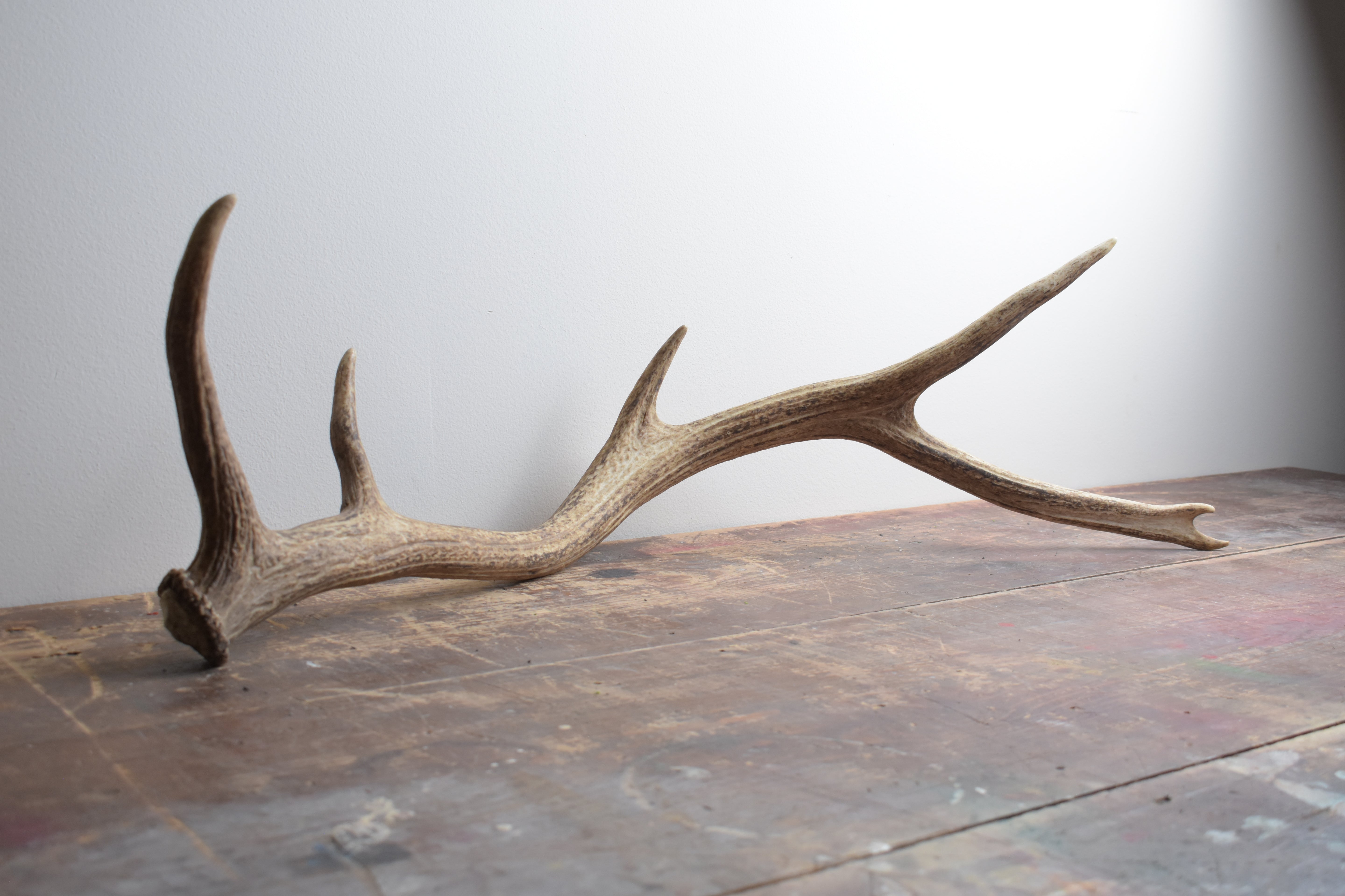 Elk Antler | Medium Size | 38