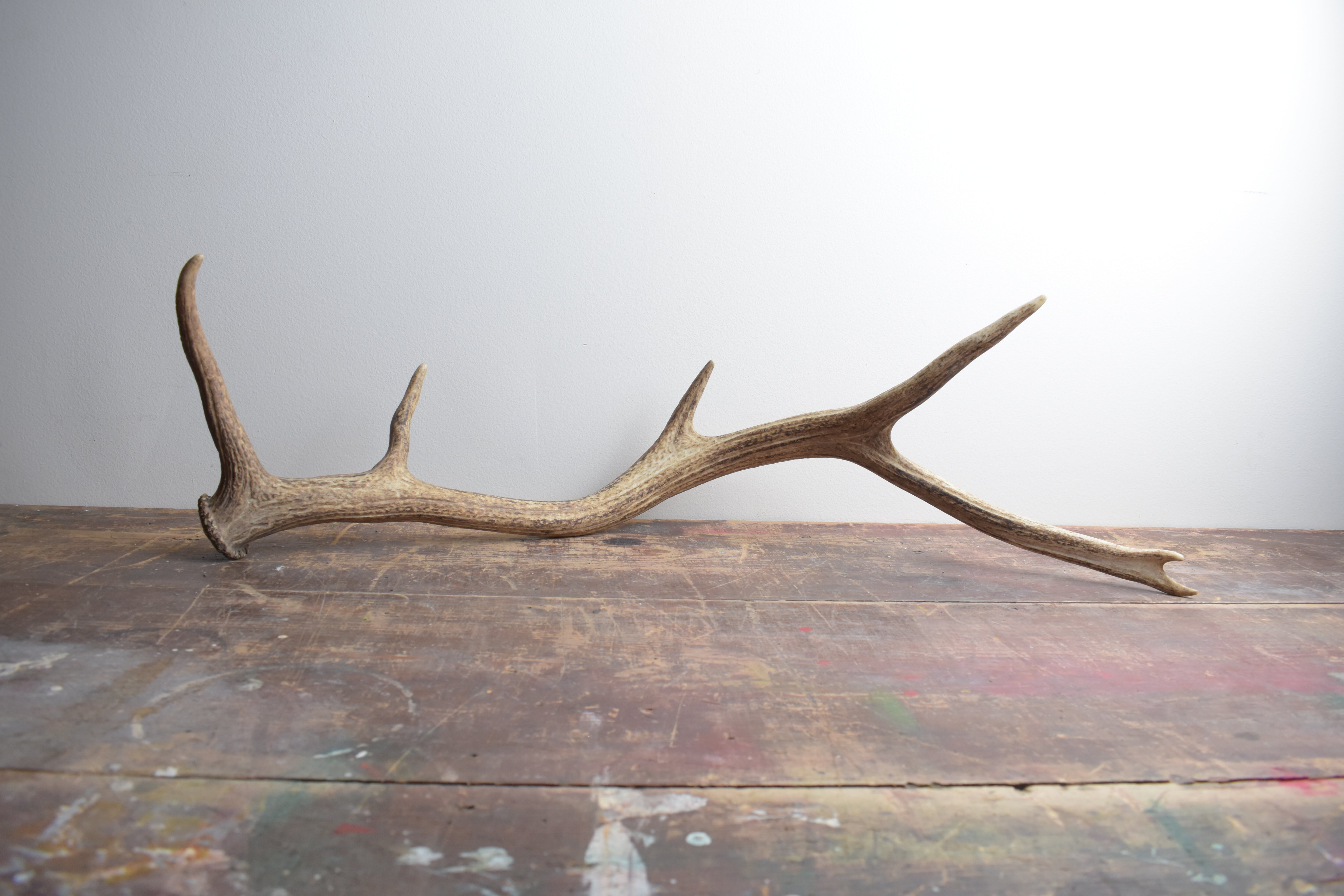 Elk Antler | 38