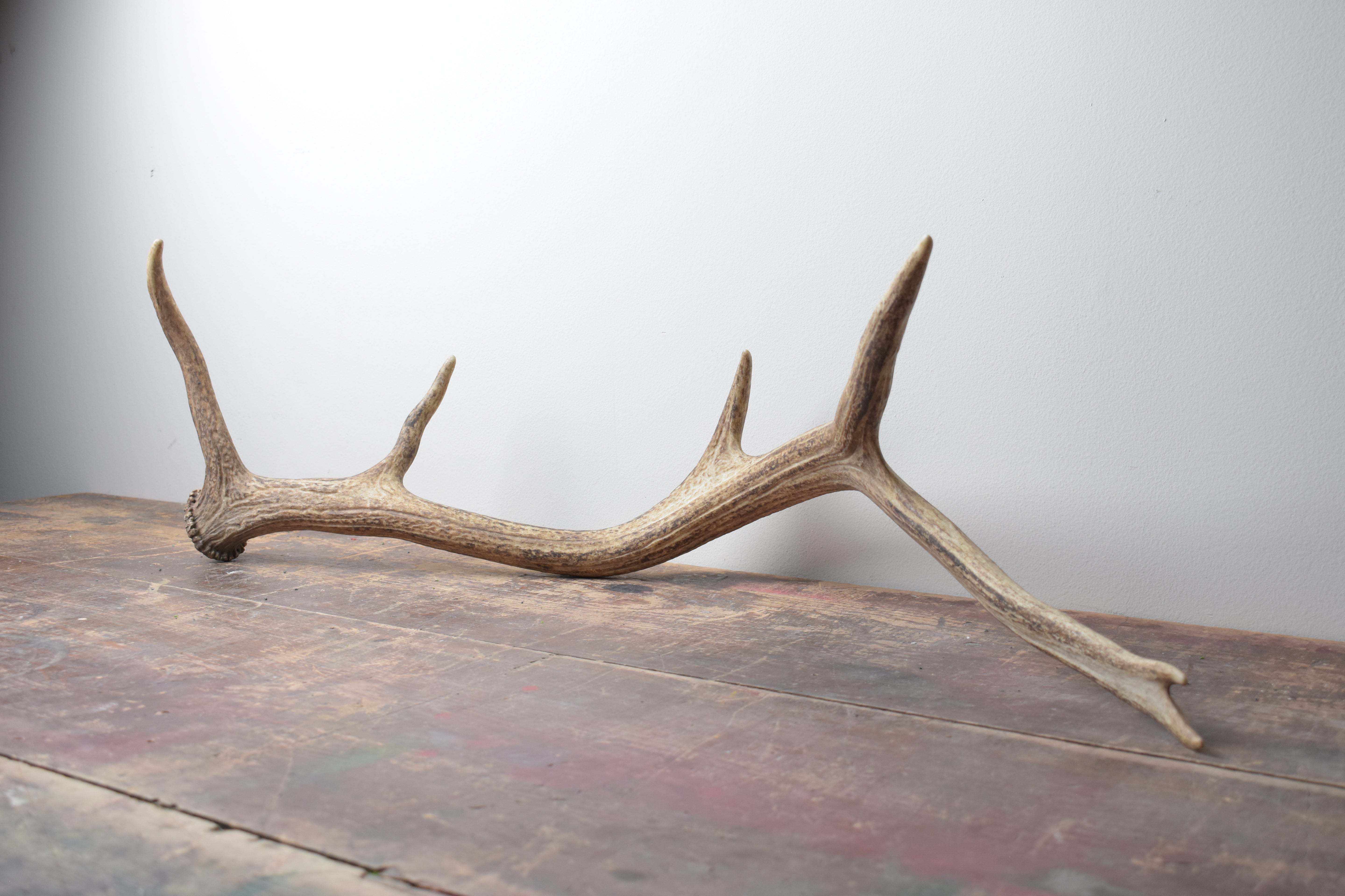 Elk Antler | Medium Size | 38