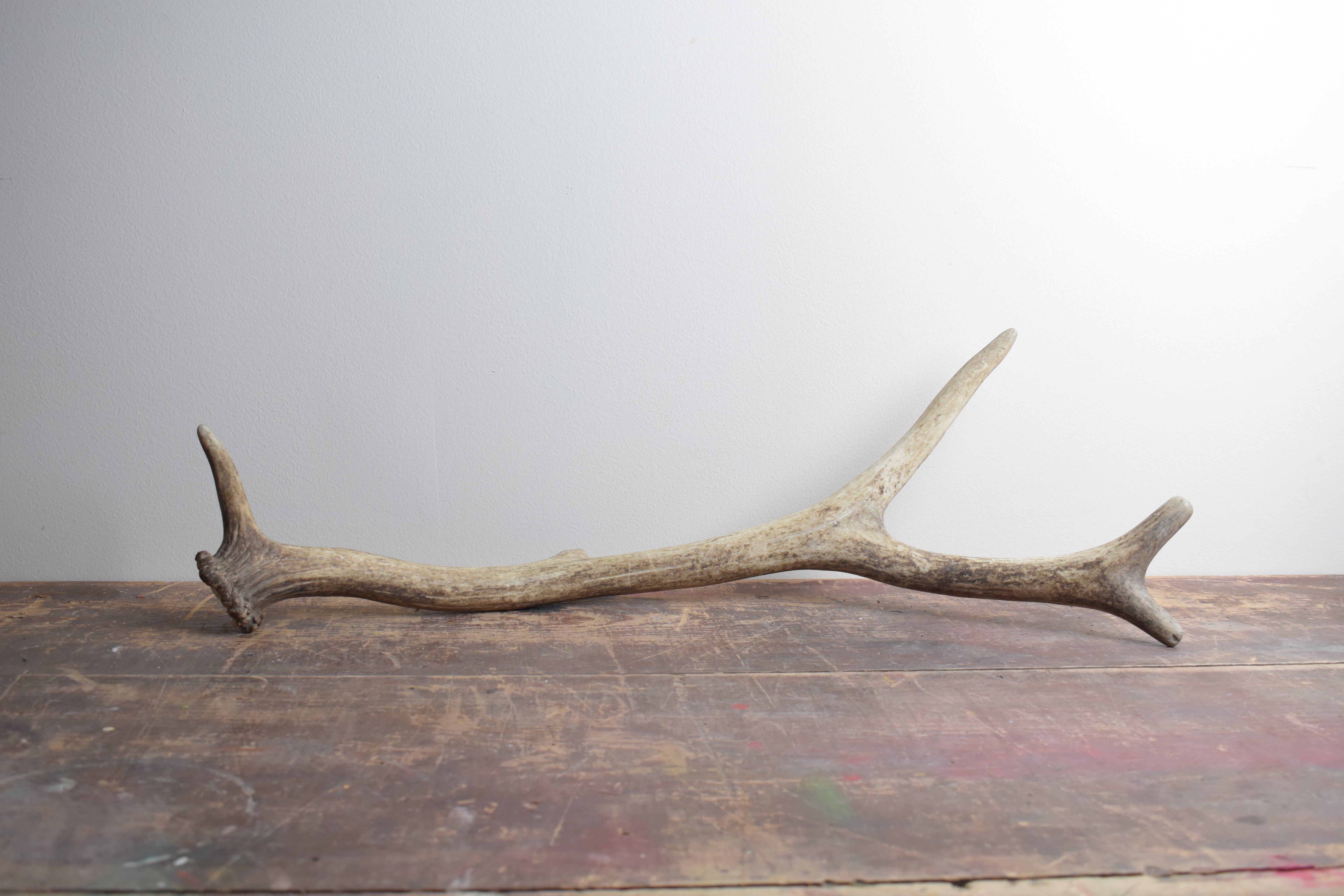 Elk Antler | 40
