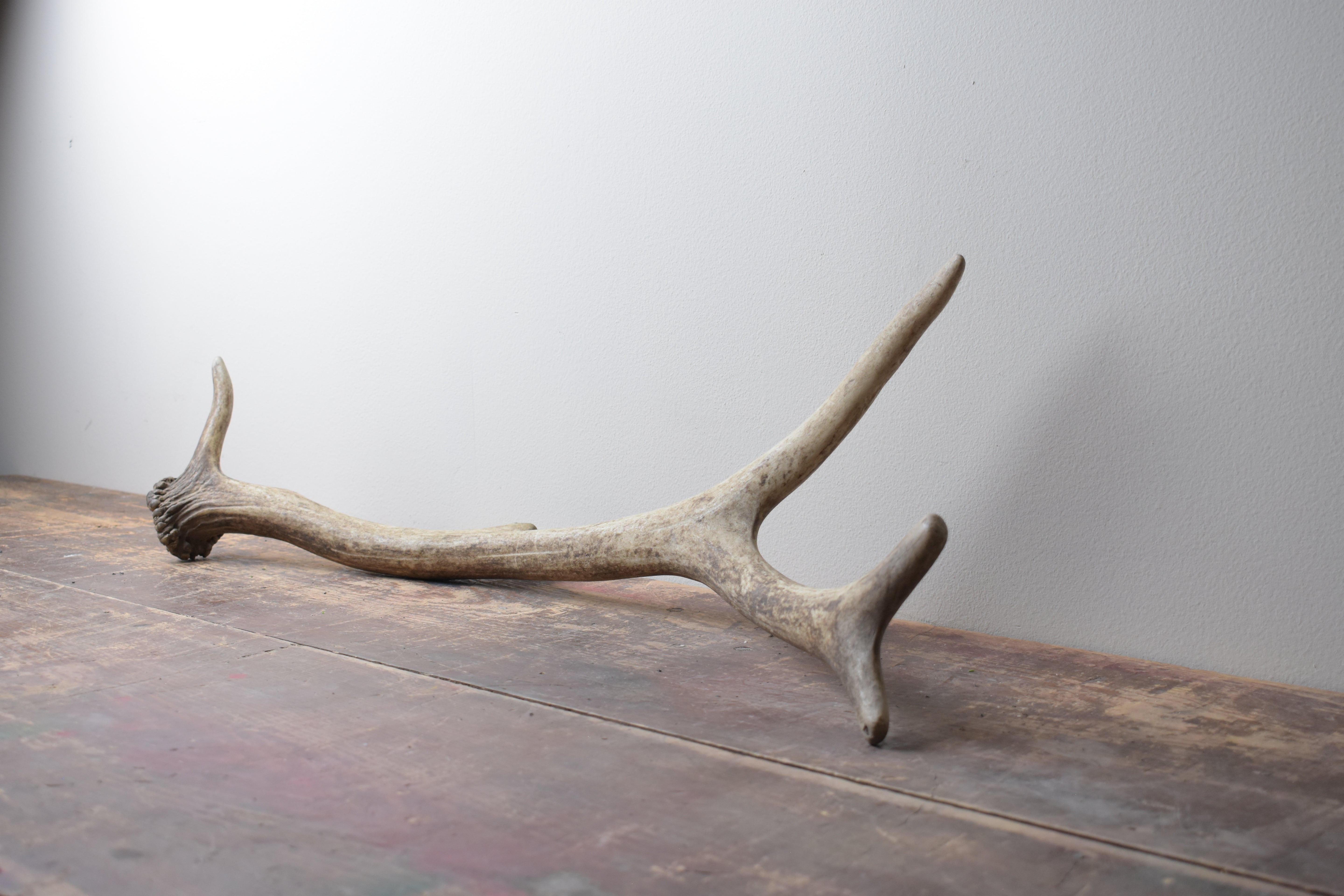 Elk Antler | Medium Size | 40