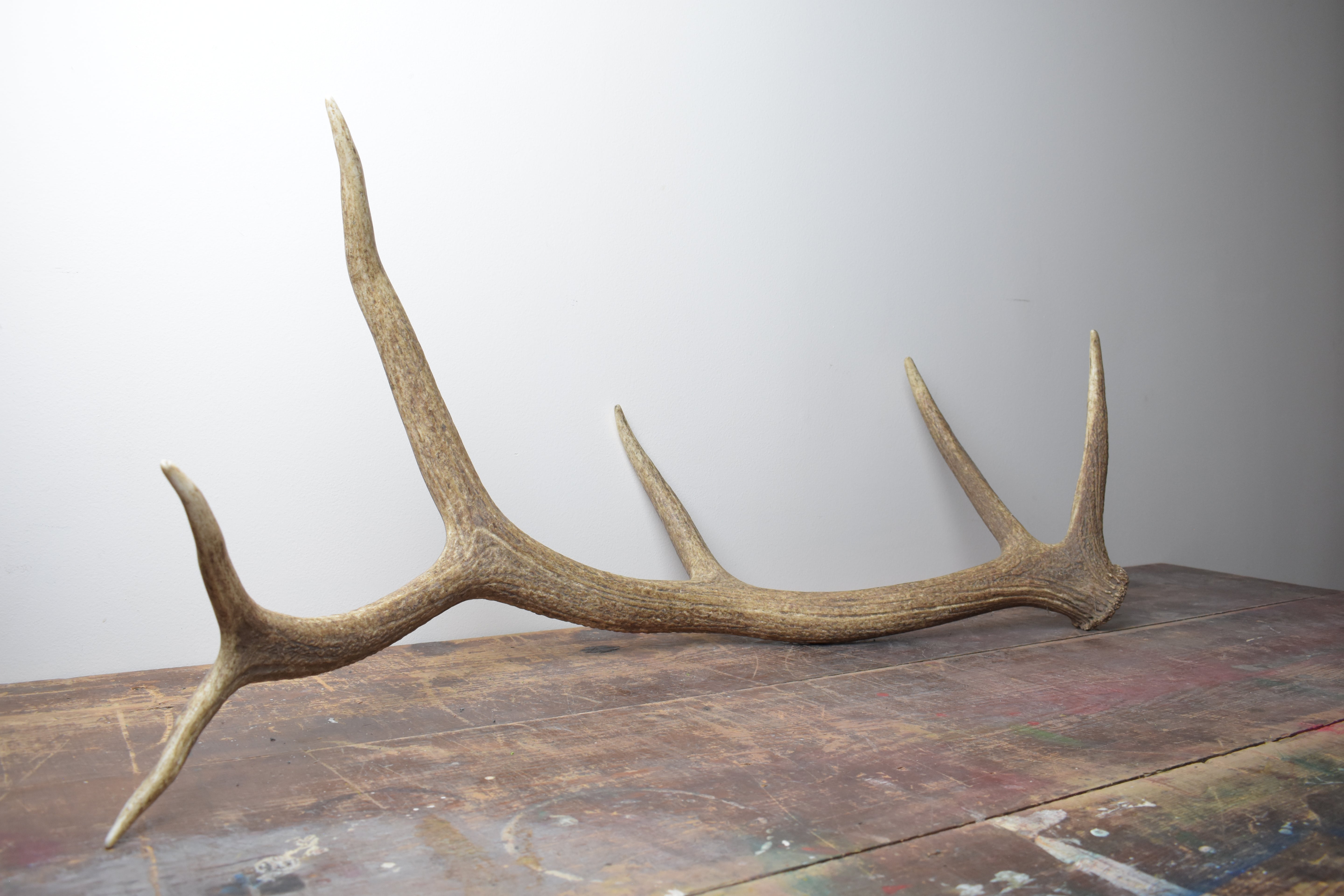 Elk Antler | Large Size | 41