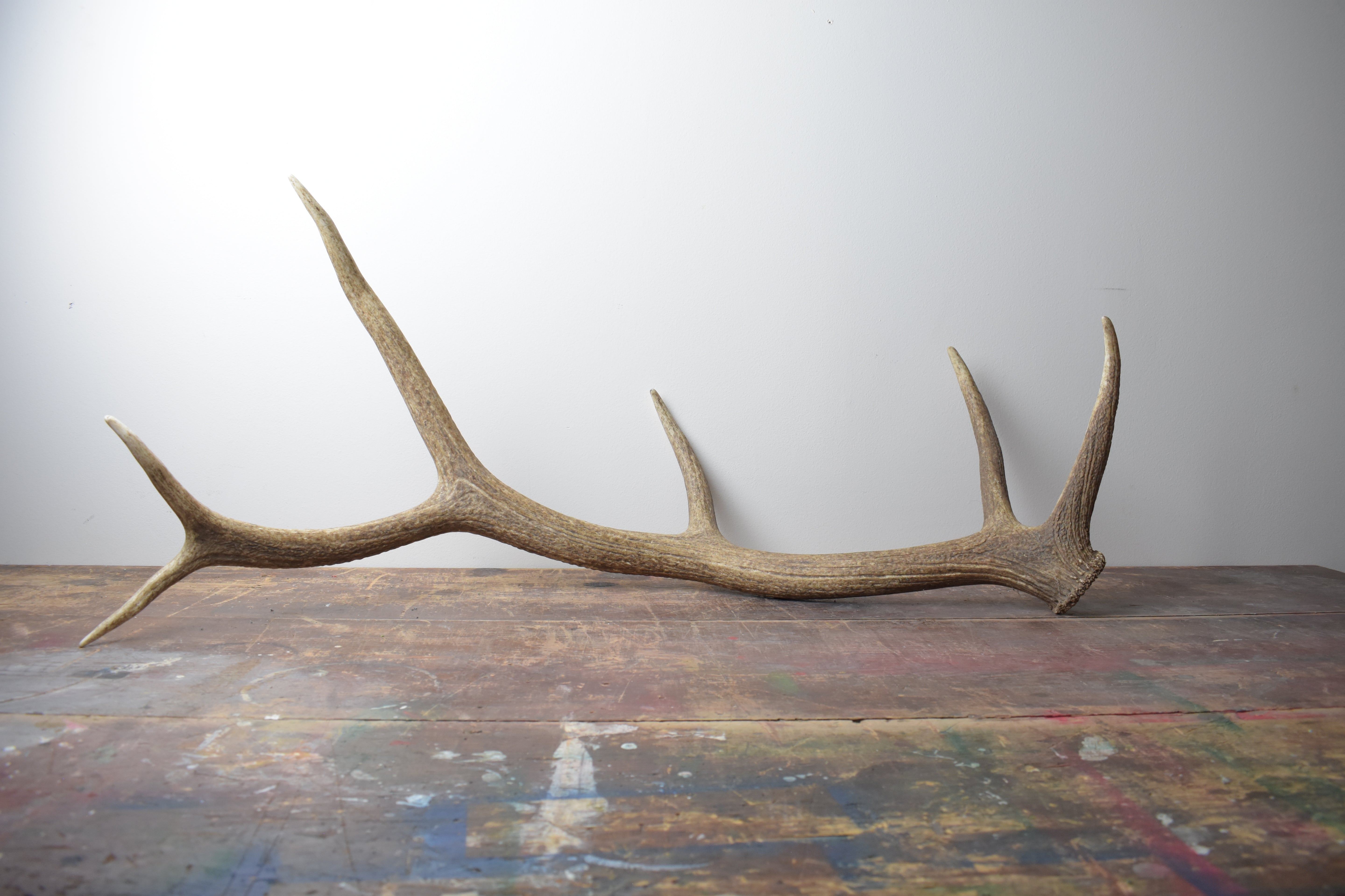 Elk Antler | 41