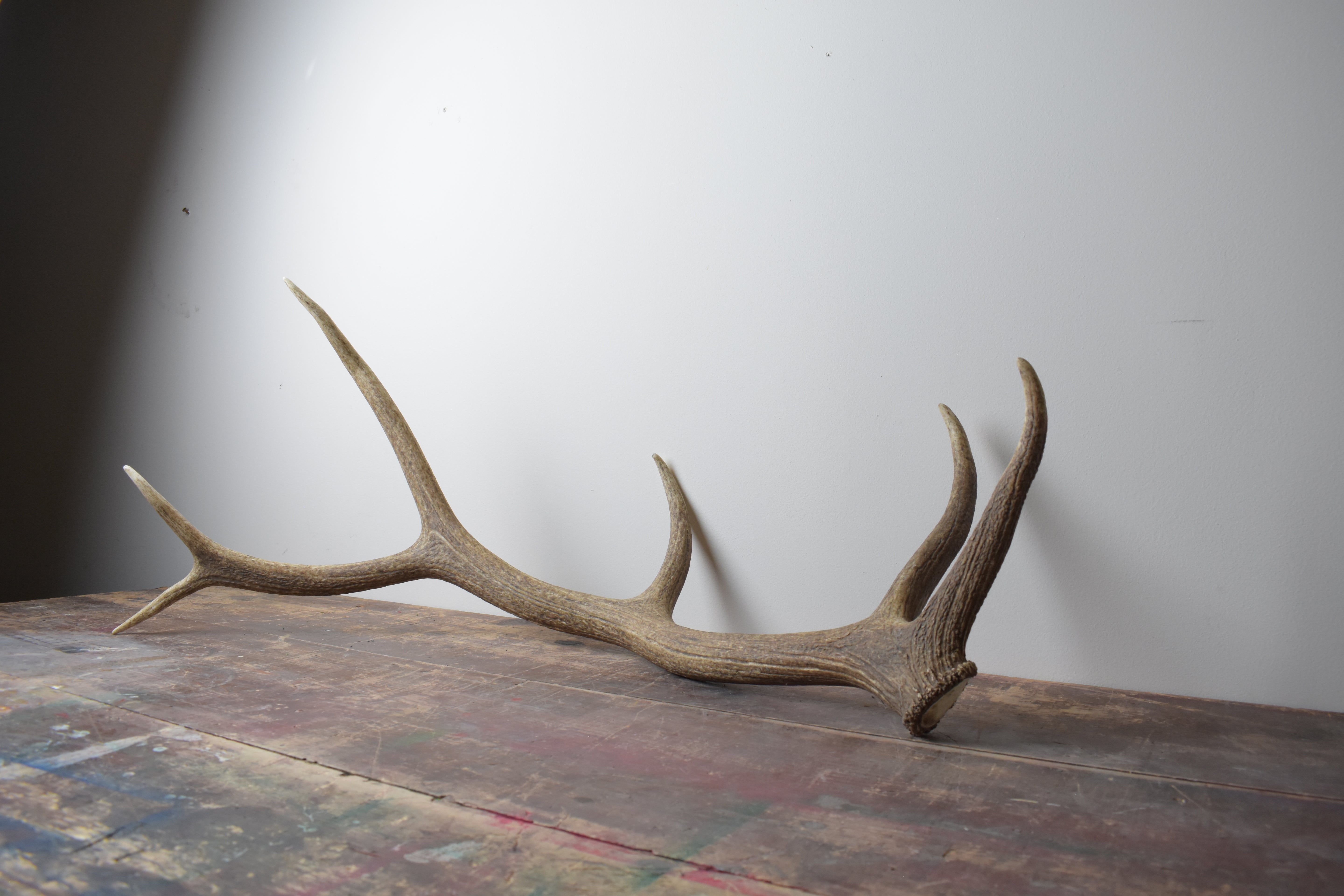 Elk Antler | Large Size | 41