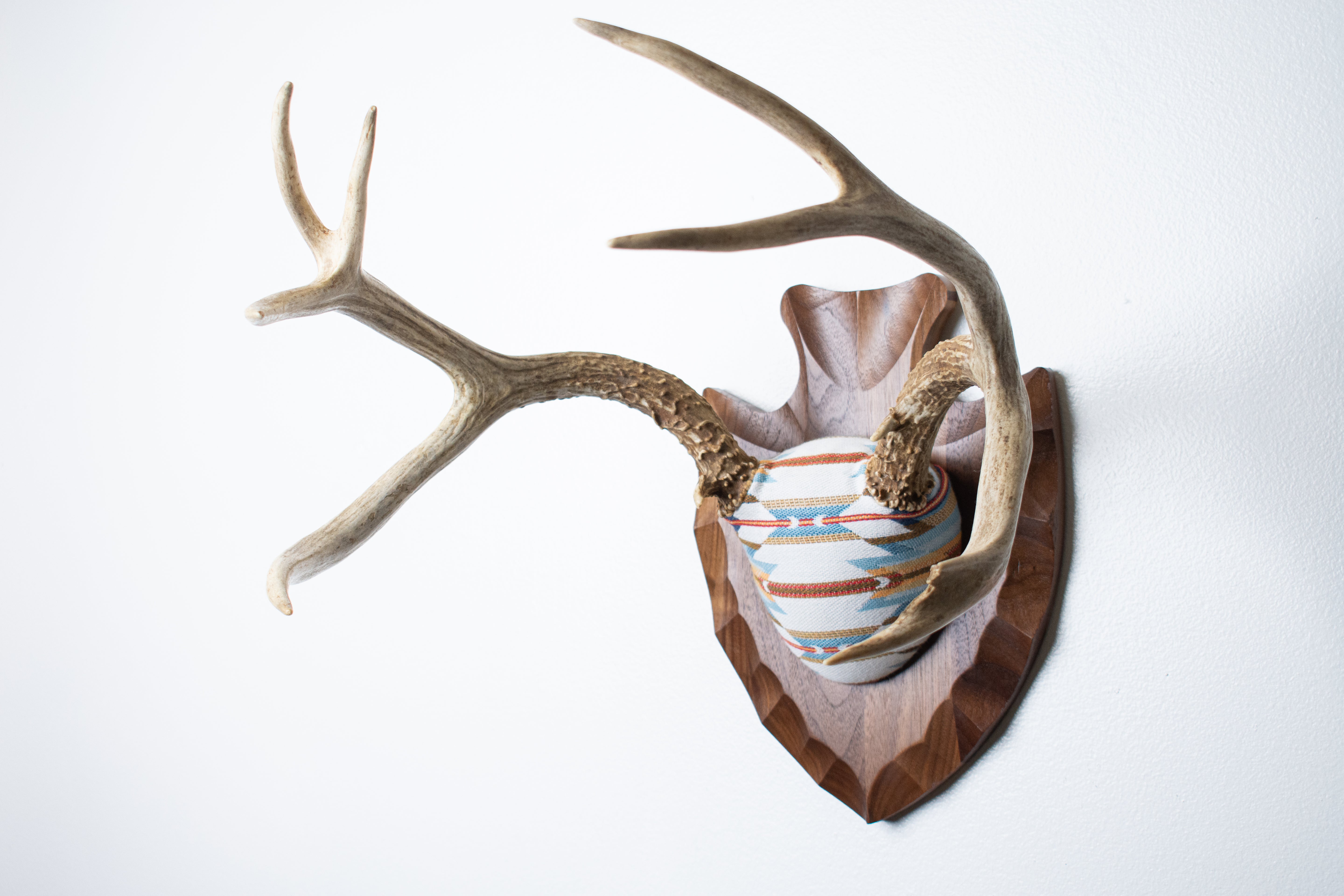 Mule Deer Antler Mount | Sunset | 03
