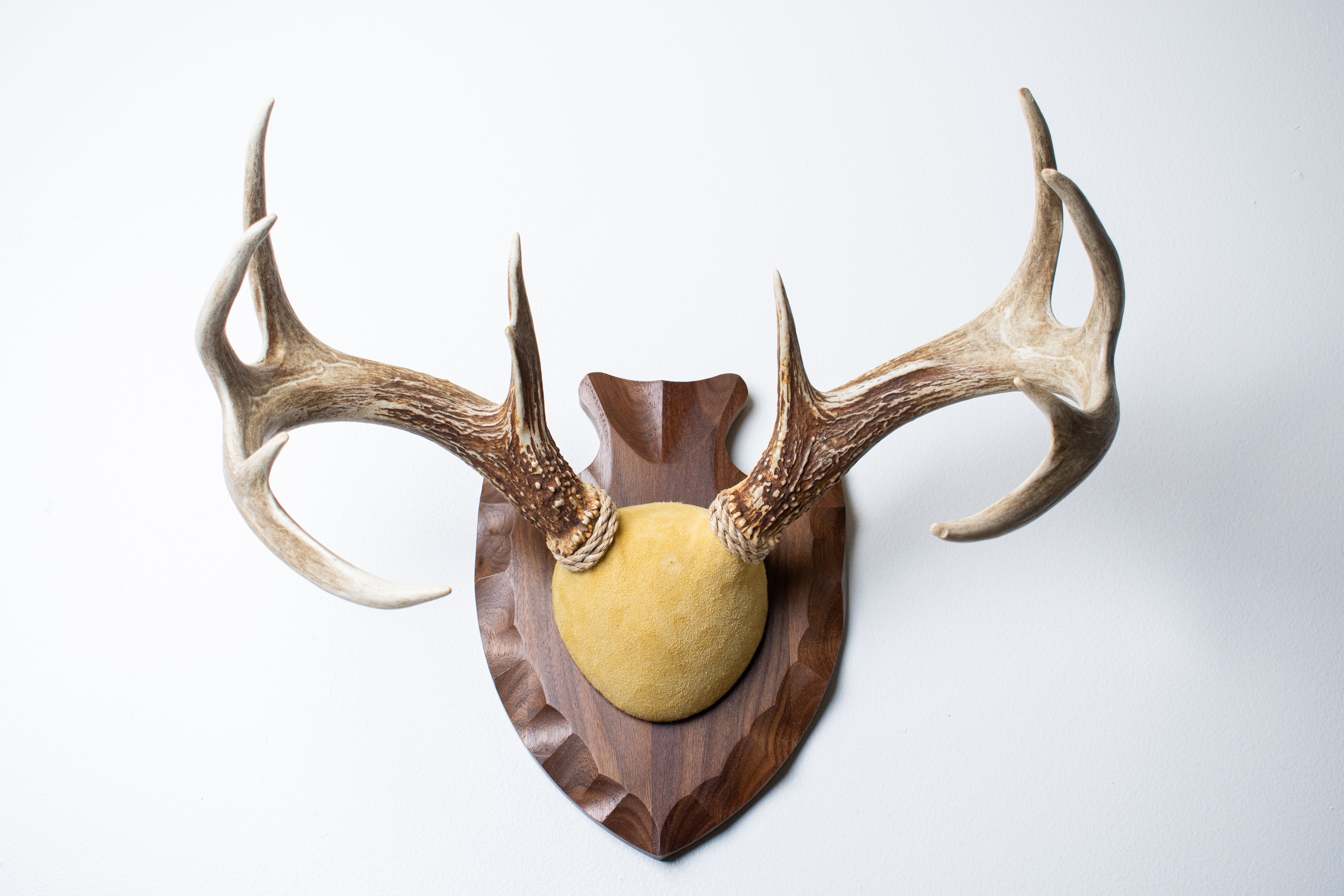 Whitetail Deer Antler Mount | Honey | 05