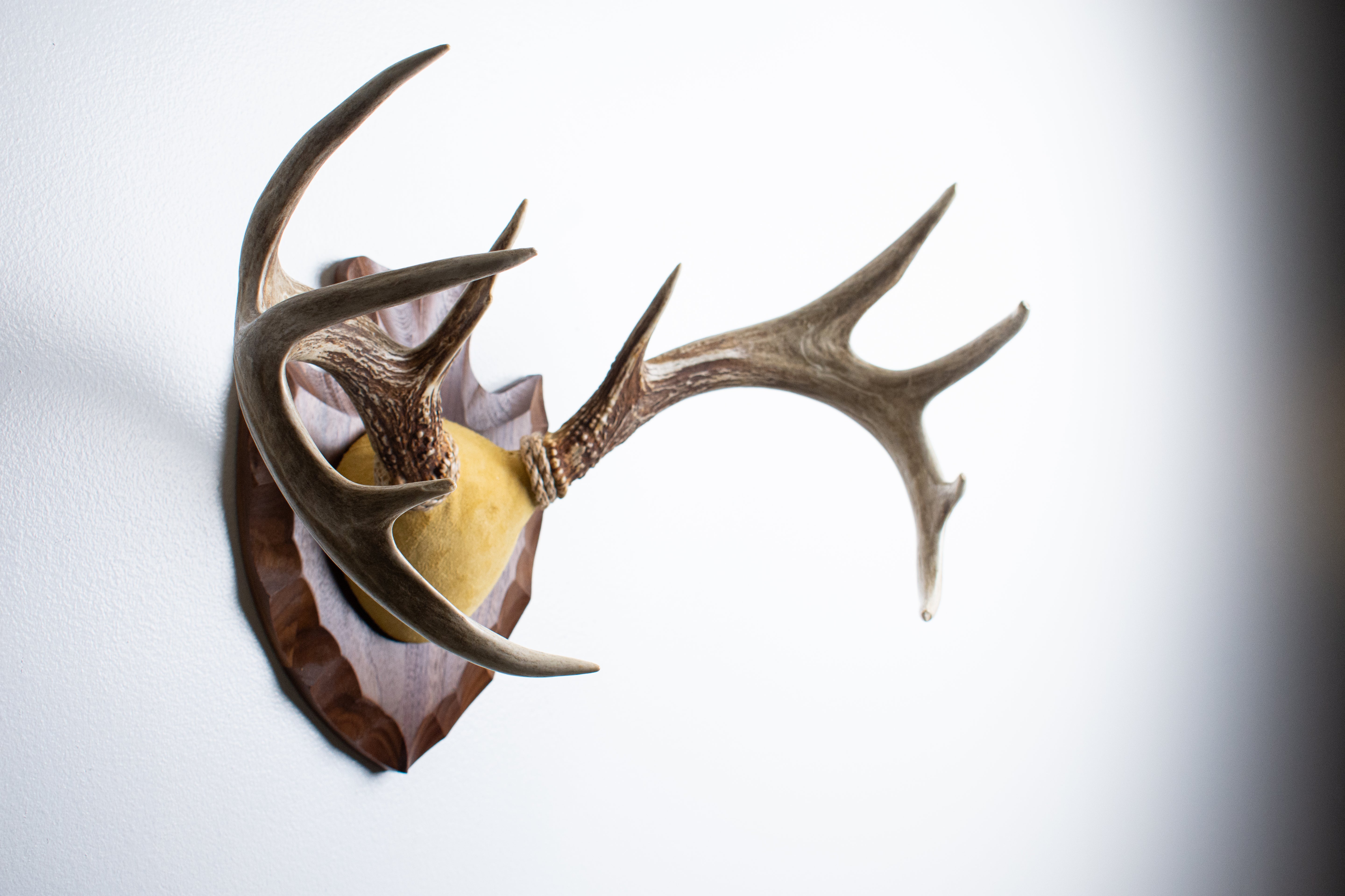 Whitetail Deer Antler Mount | Honey | 05