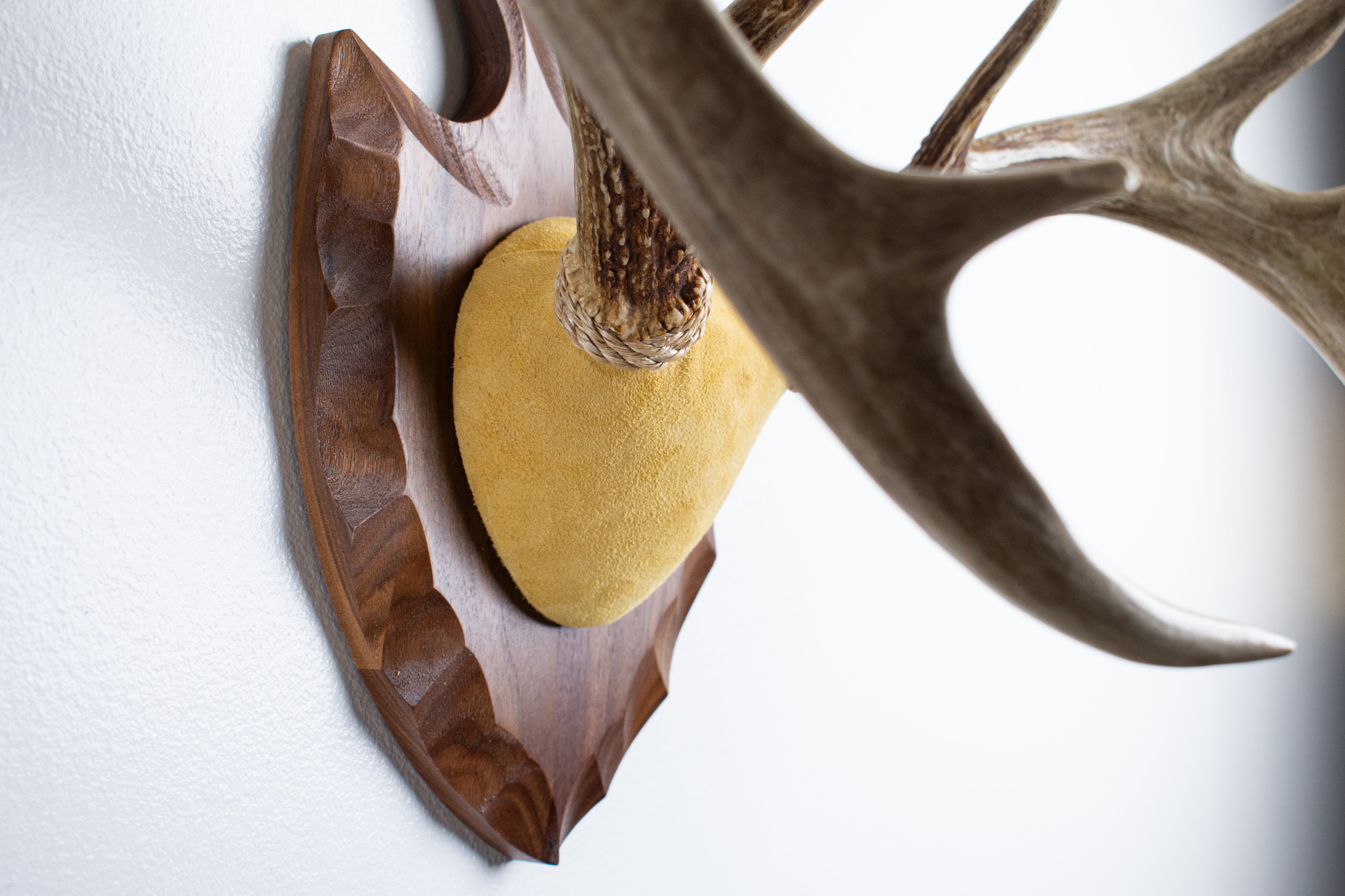 Whitetail Deer Antler Mount | Honey | 05
