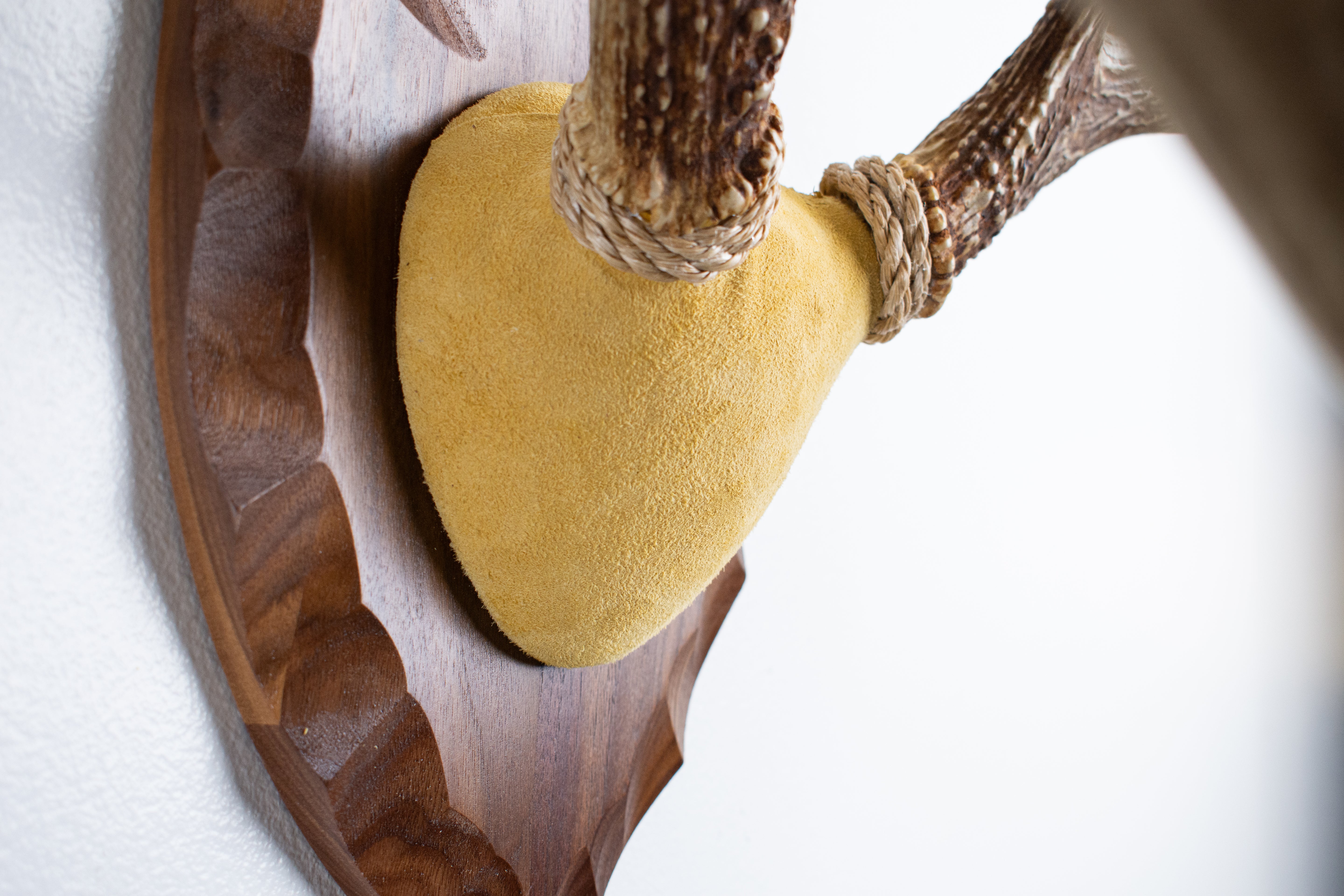 Whitetail Deer Antler Mount | Honey | 05