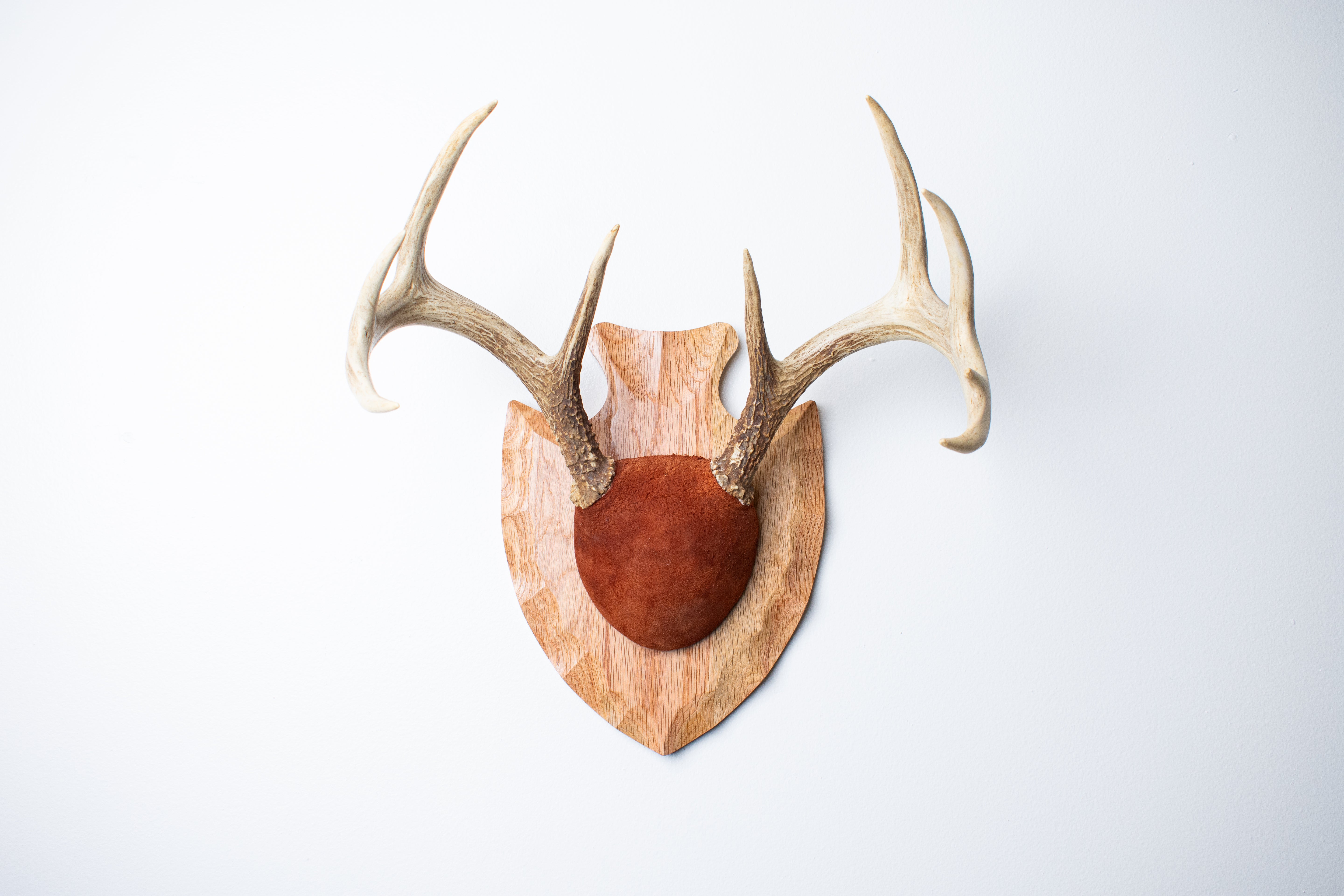 Whitetail Deer Antler Mount | Nutmeg | 10