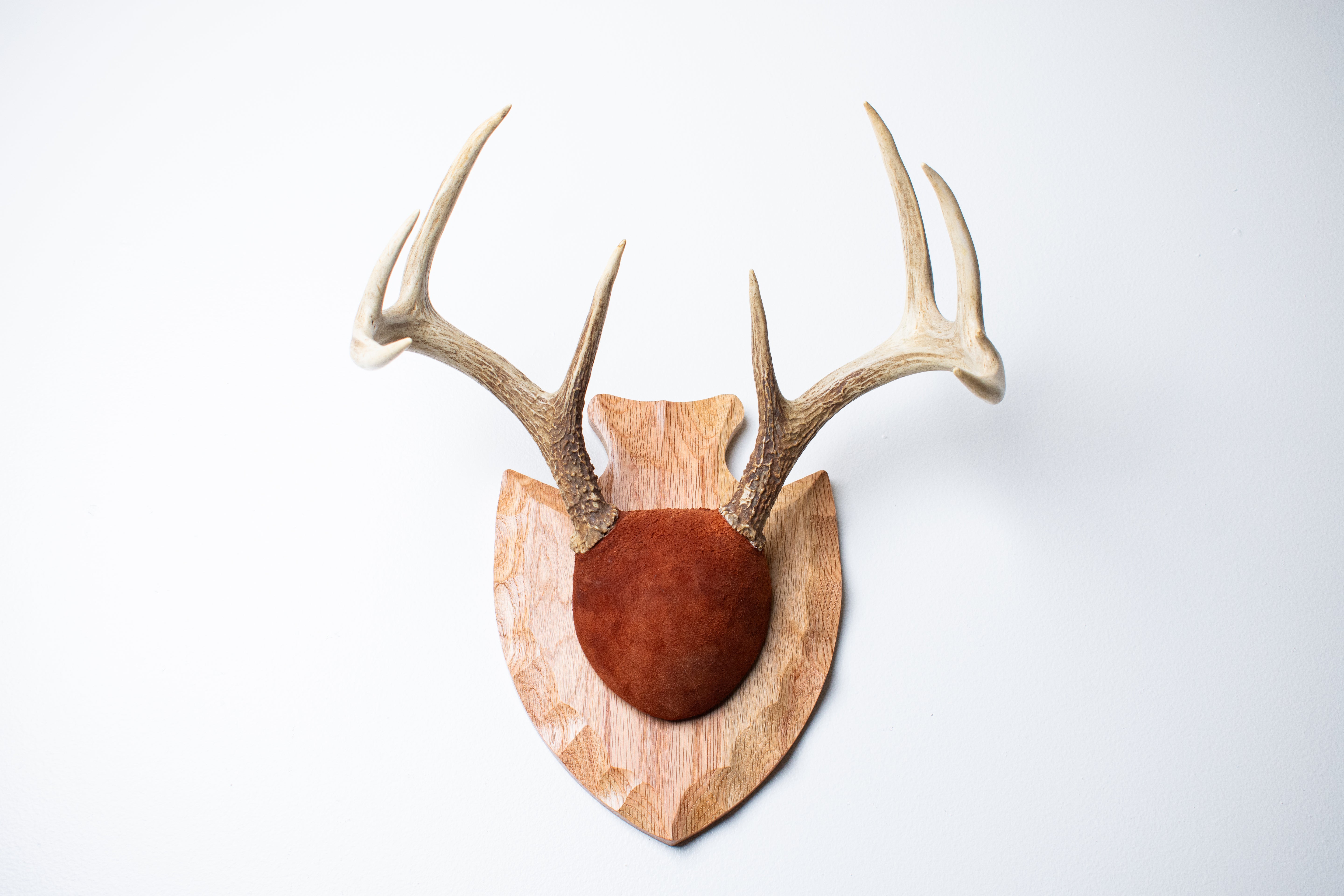 Whitetail Deer Antler Mount | Nutmeg | 10