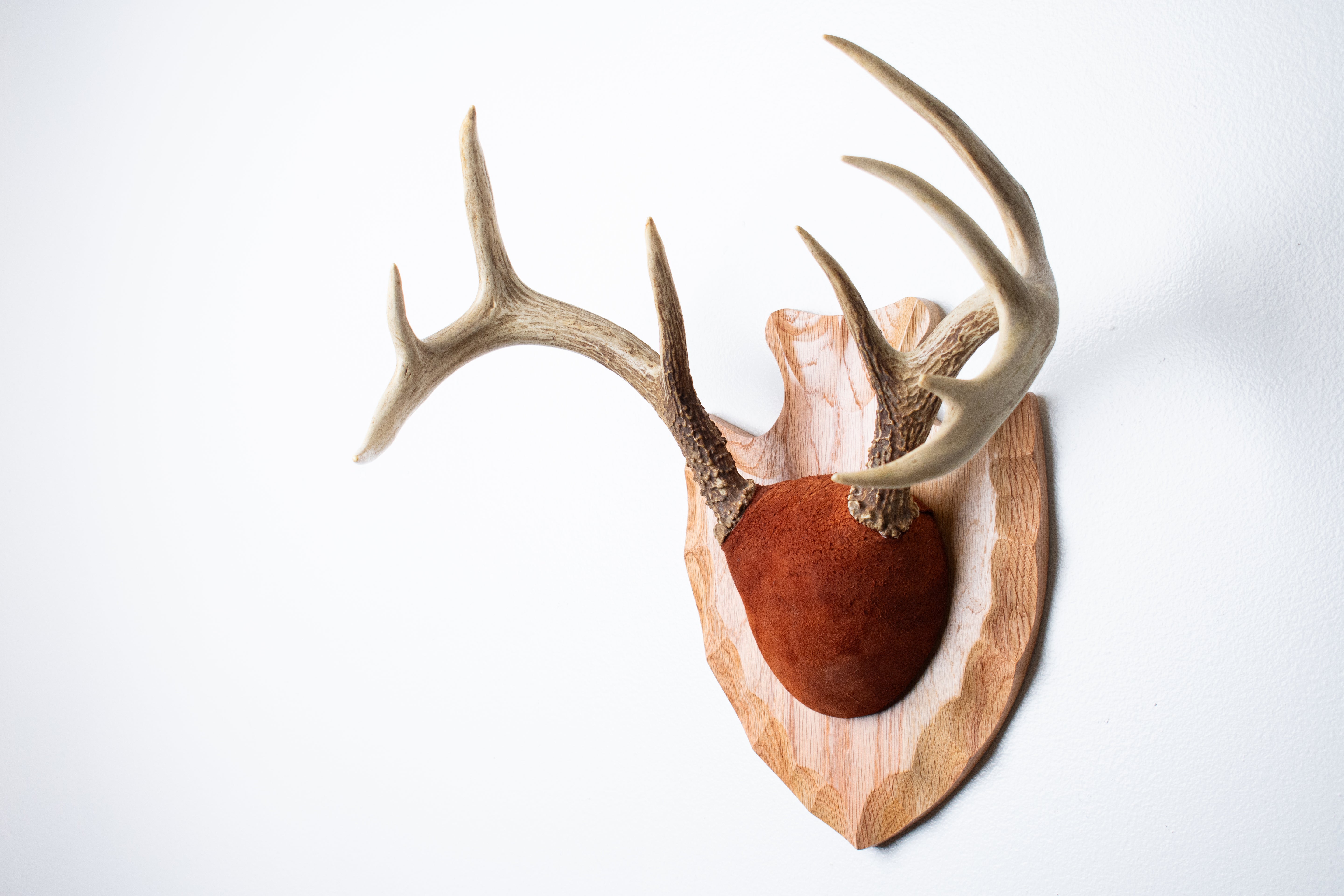 Whitetail Deer Antler Mount | Nutmeg | 10