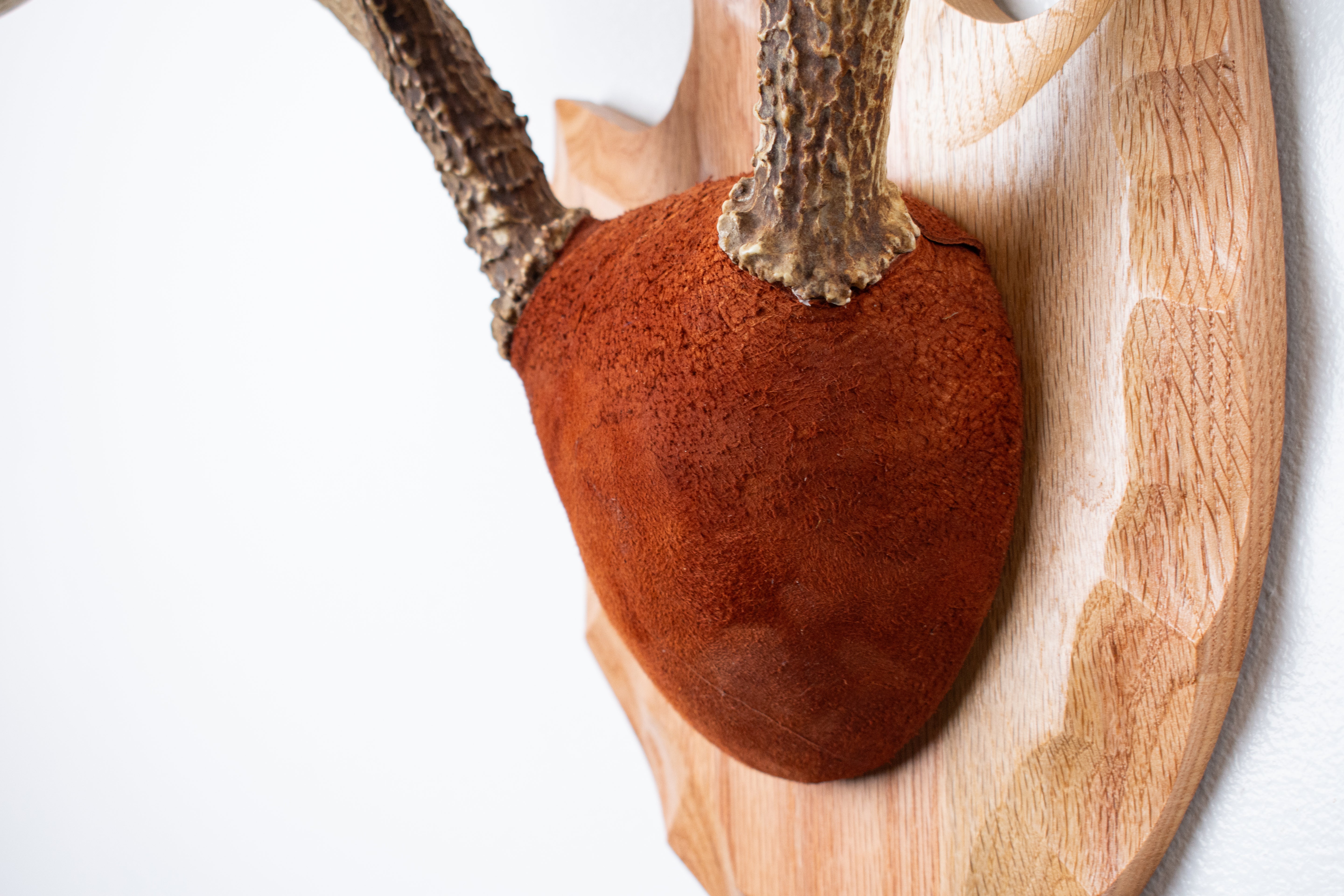 Whitetail Deer Antler Mount | Nutmeg | 10