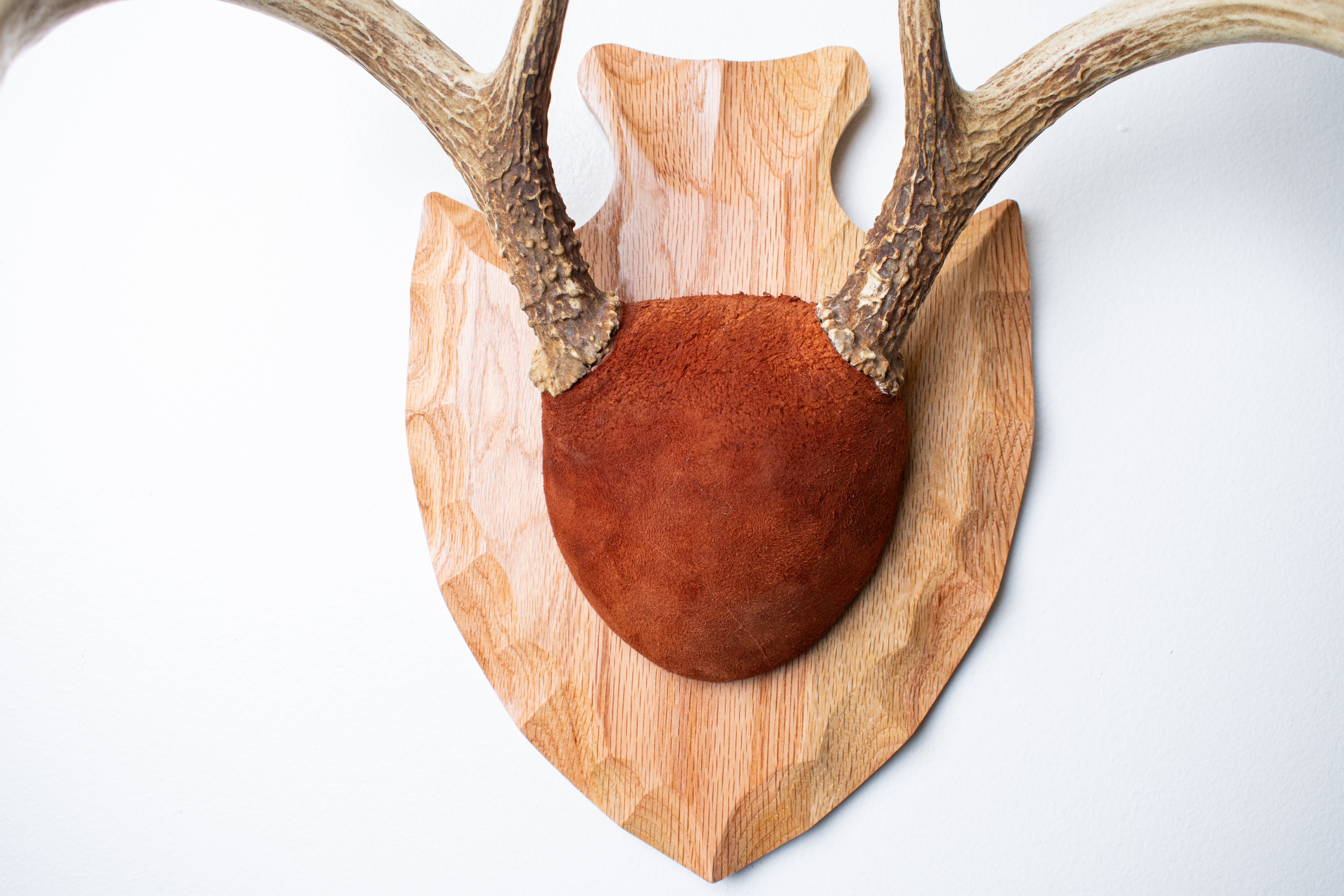 Whitetail Deer Antler Mount | Nutmeg | 10