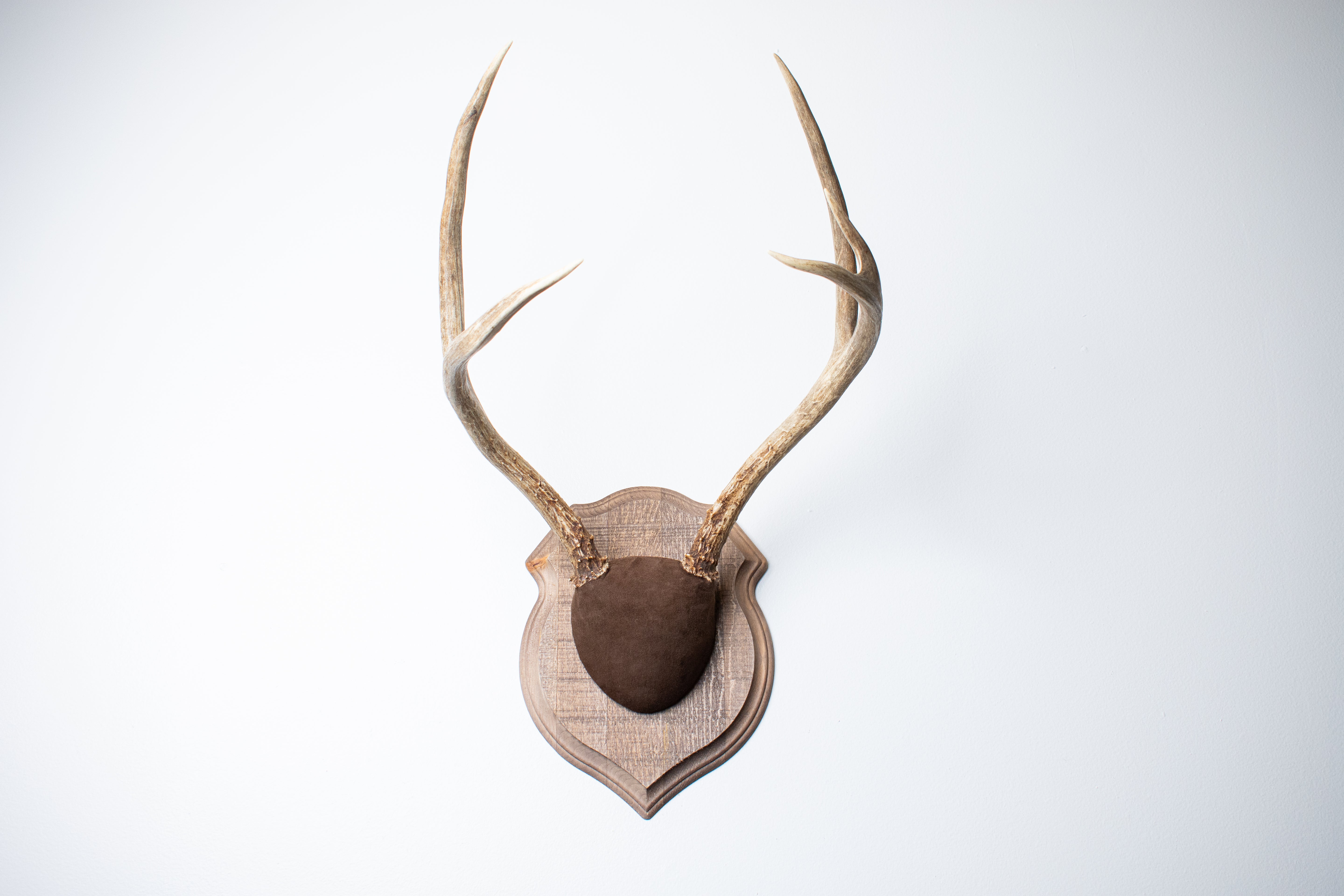 Mule Deer Antler Mount | Chocolate | 11