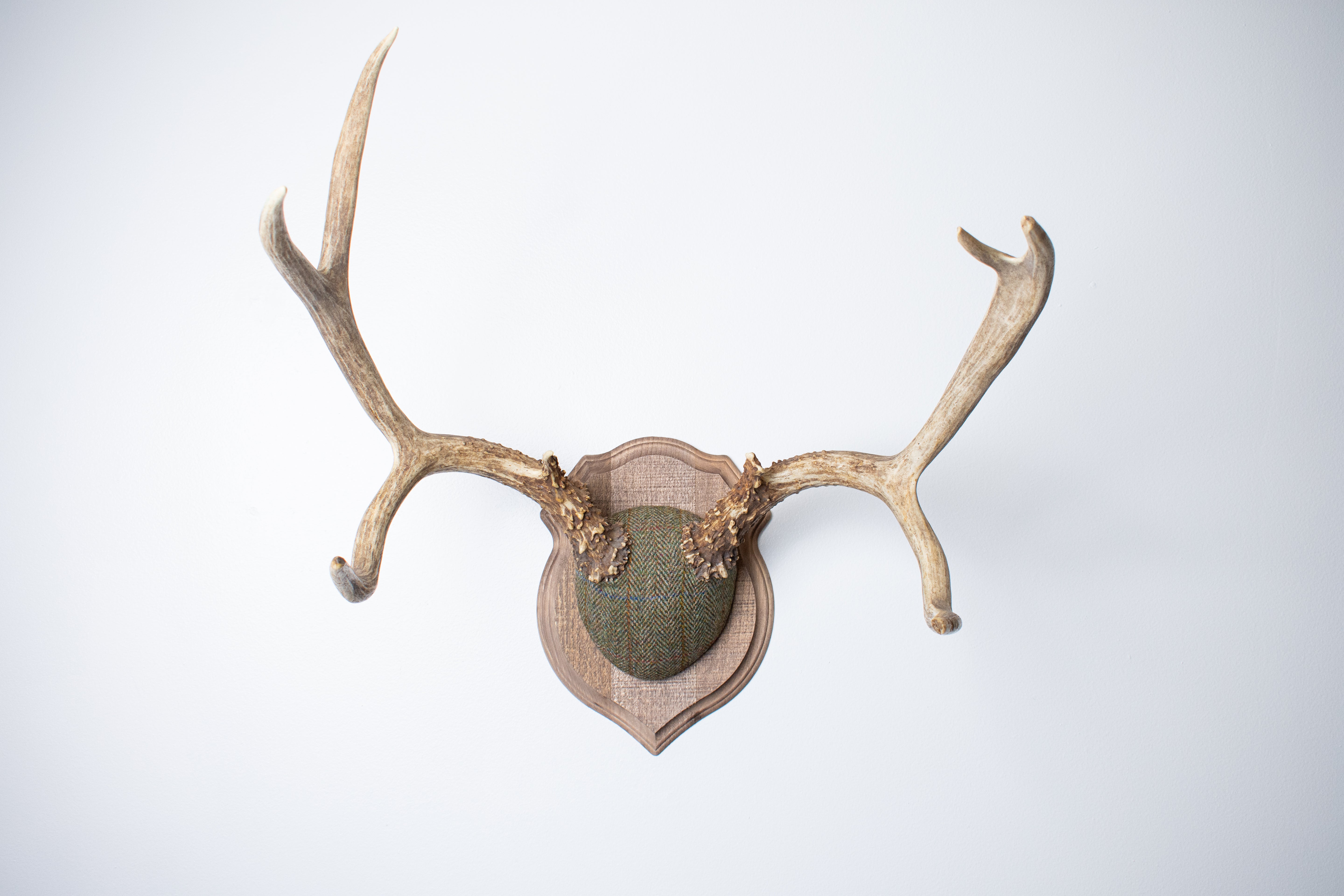 Mule Deer Antler Mount | Green Herringbone | 12