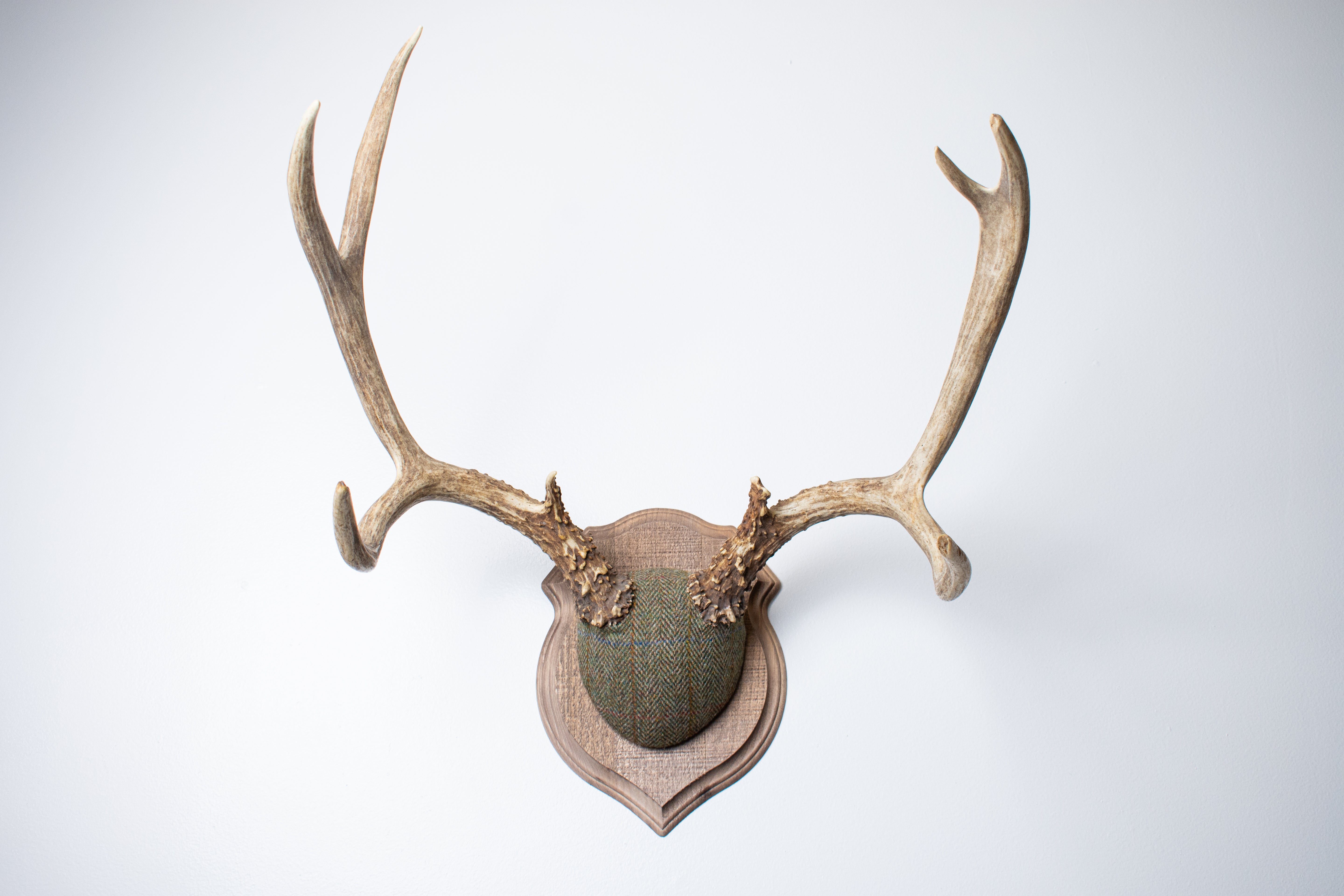 Mule Deer Antler Mount | Green Herringbone | 12