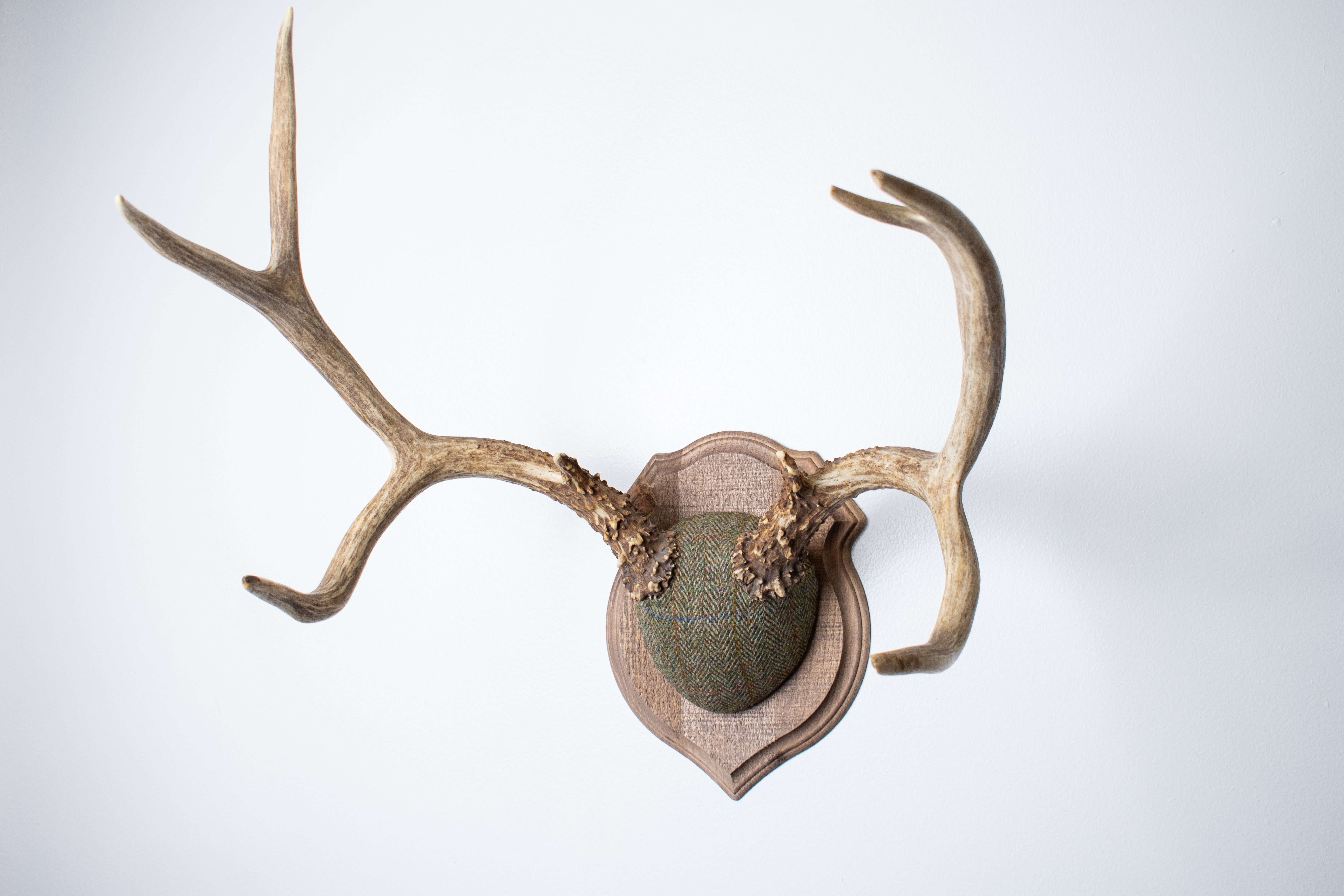 Mule Deer Antler Mount | Green Herringbone | 12