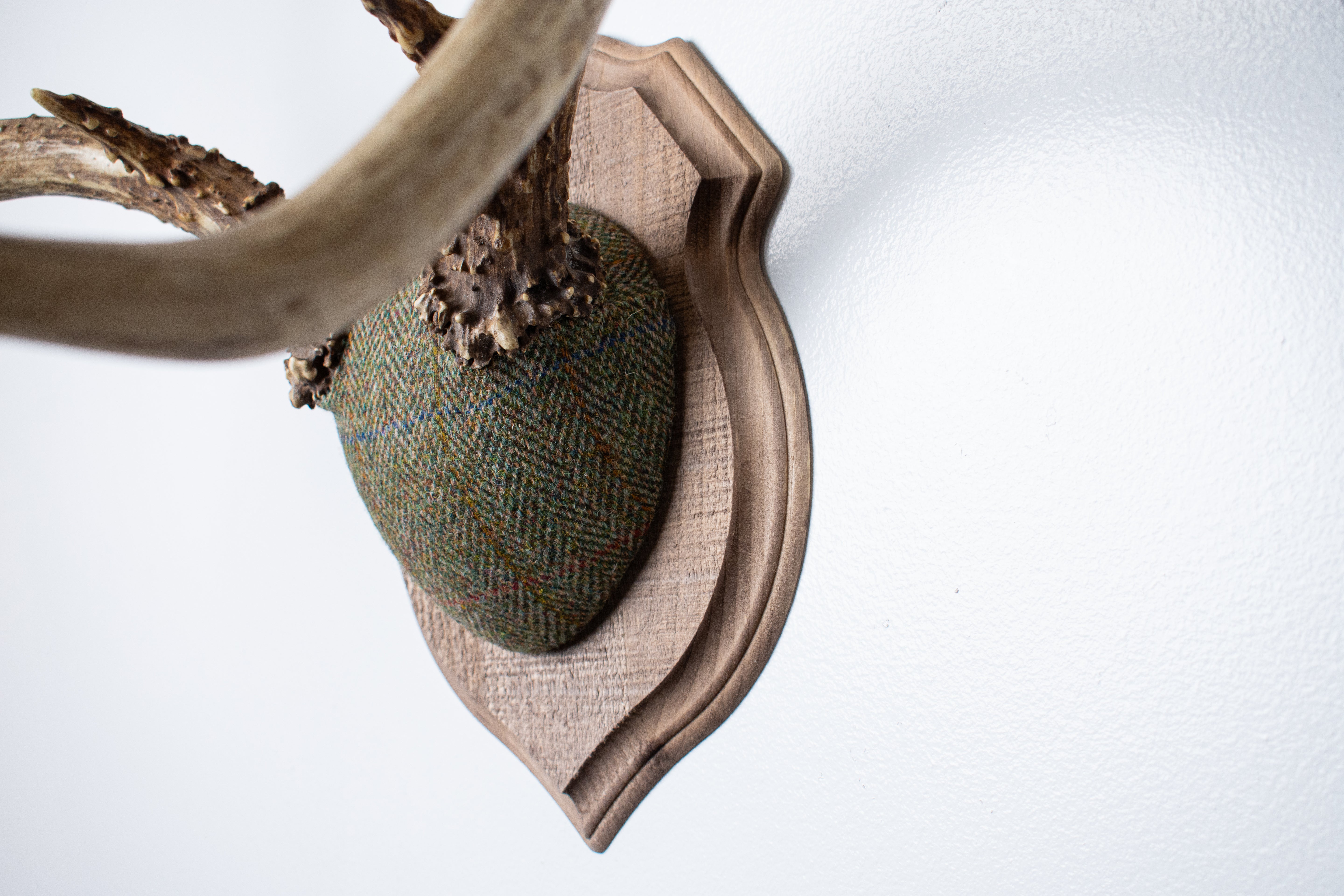 Mule Deer Antler Mount | Green Herringbone | 12