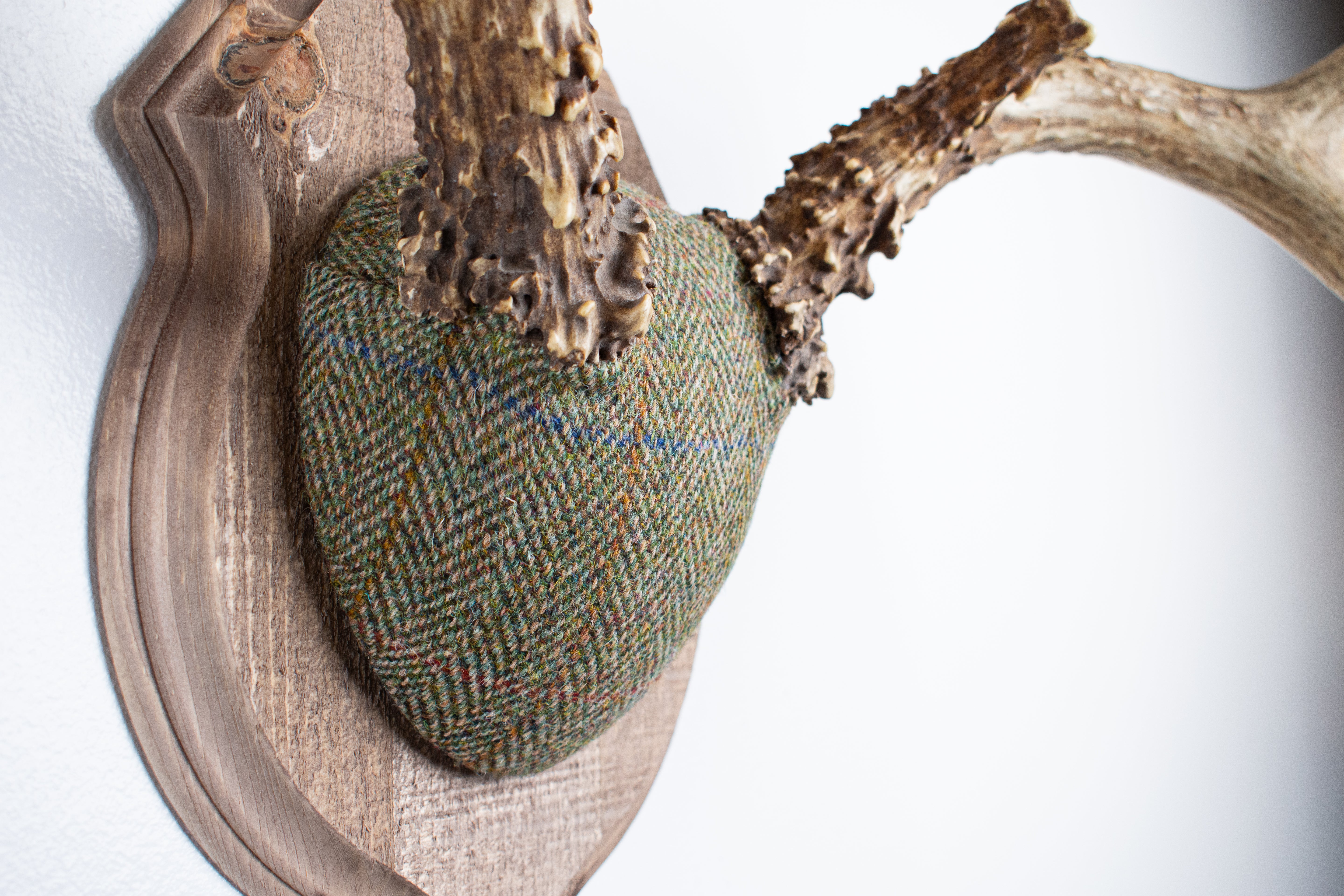 Mule Deer Antler Mount | Green Herringbone | 12