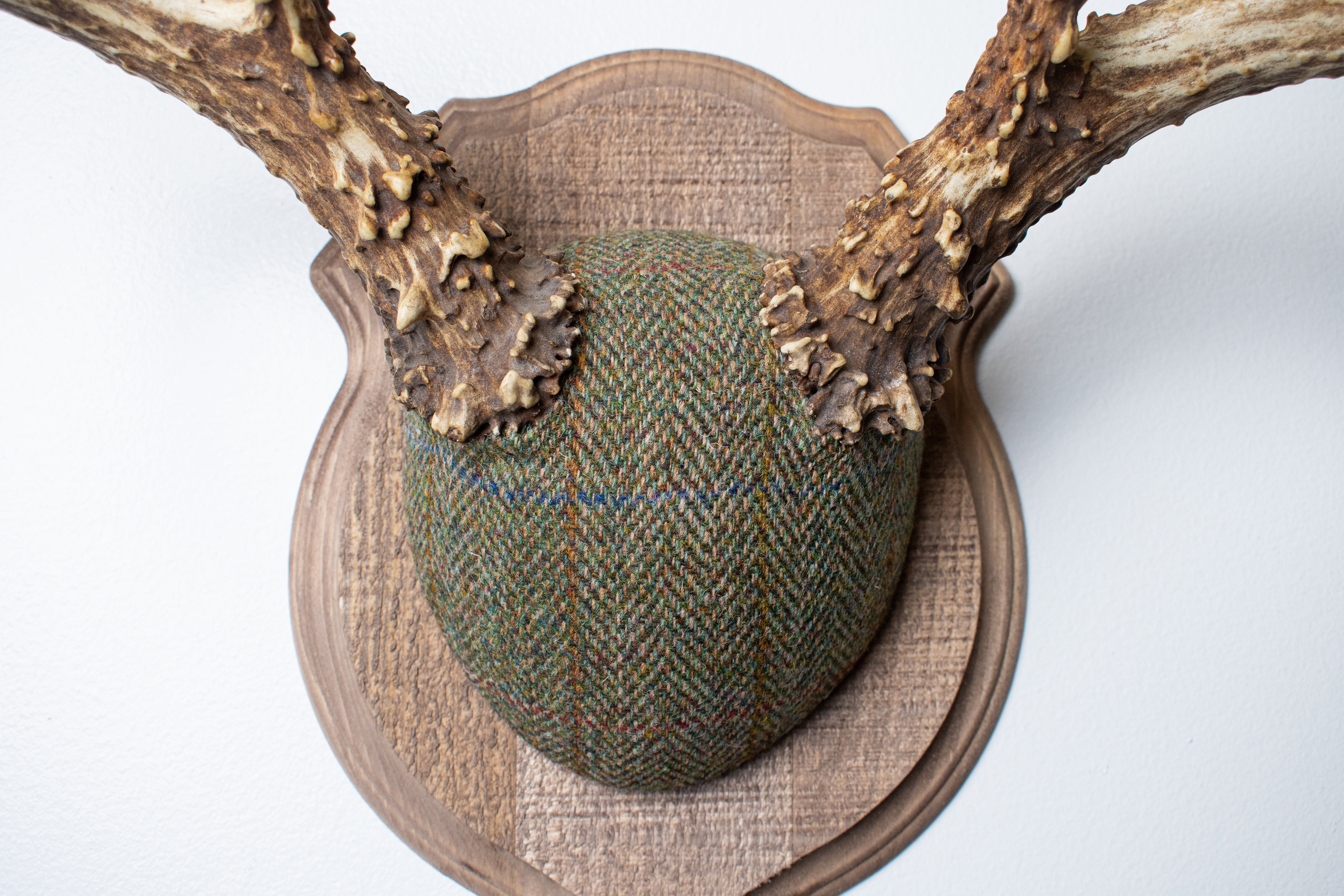 Mule Deer Antler Mount | Green Herringbone | 12