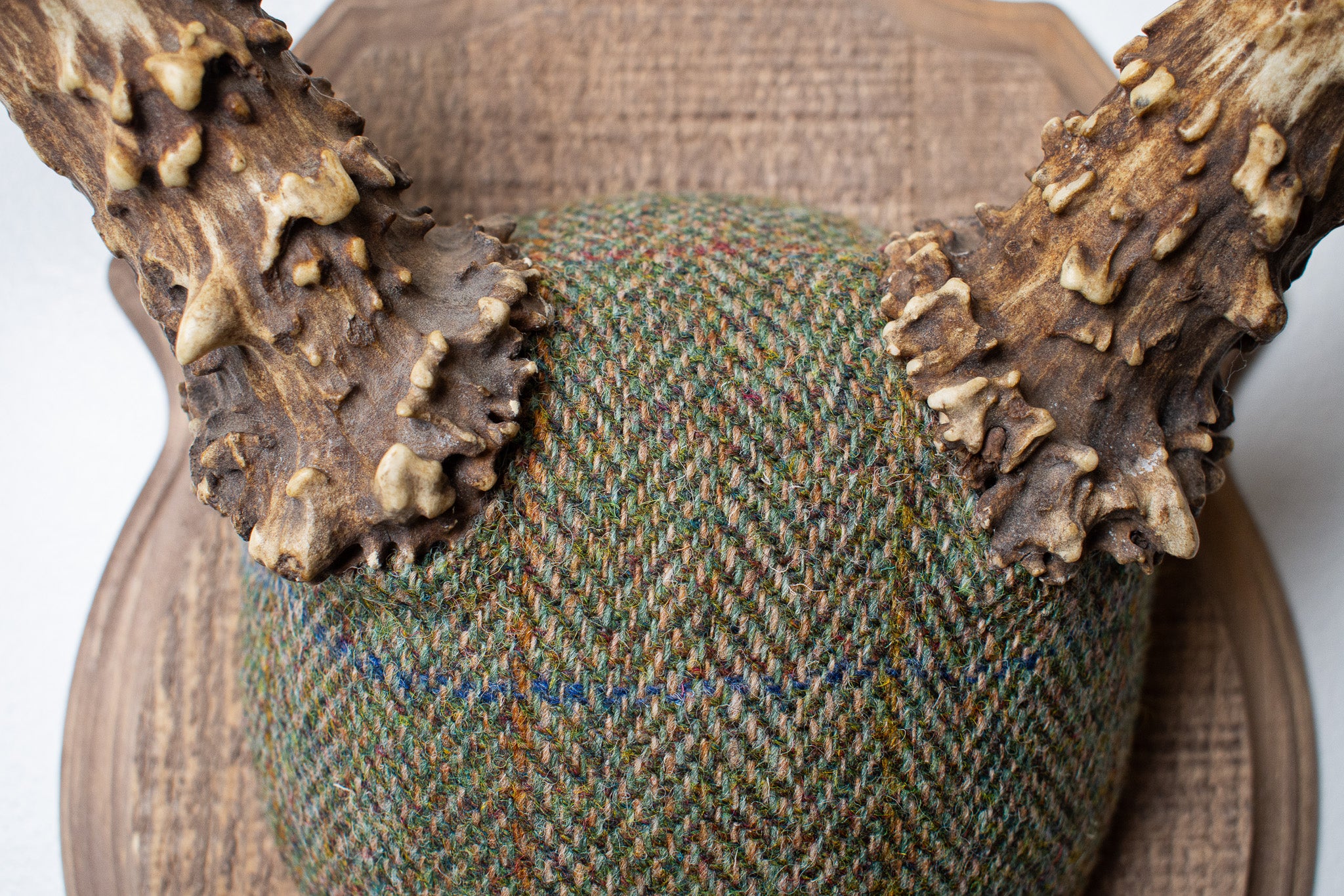 Mule Deer Antler Mount | Green Herringbone | 12