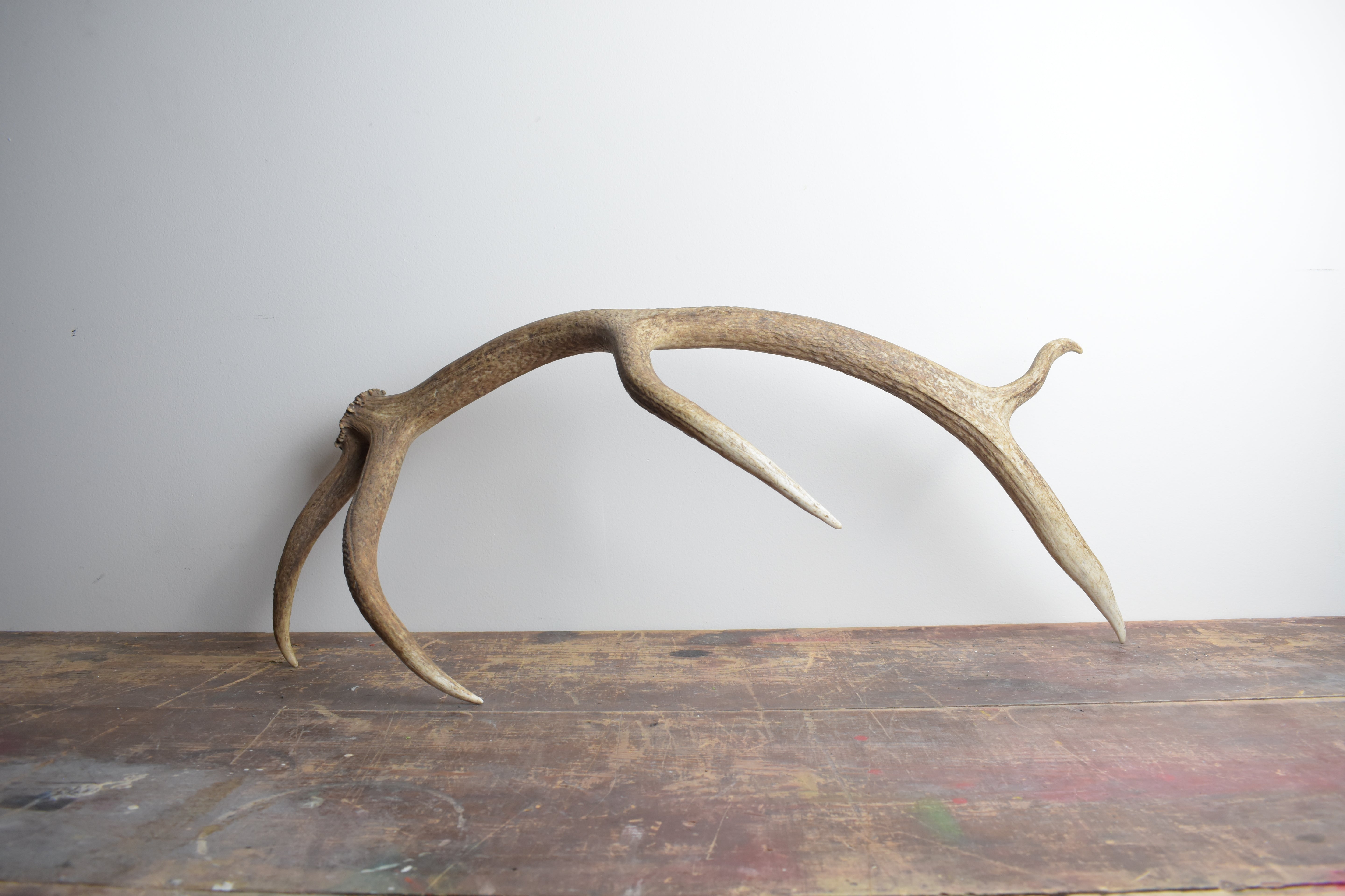 Elk Antler | Medium Size | 35