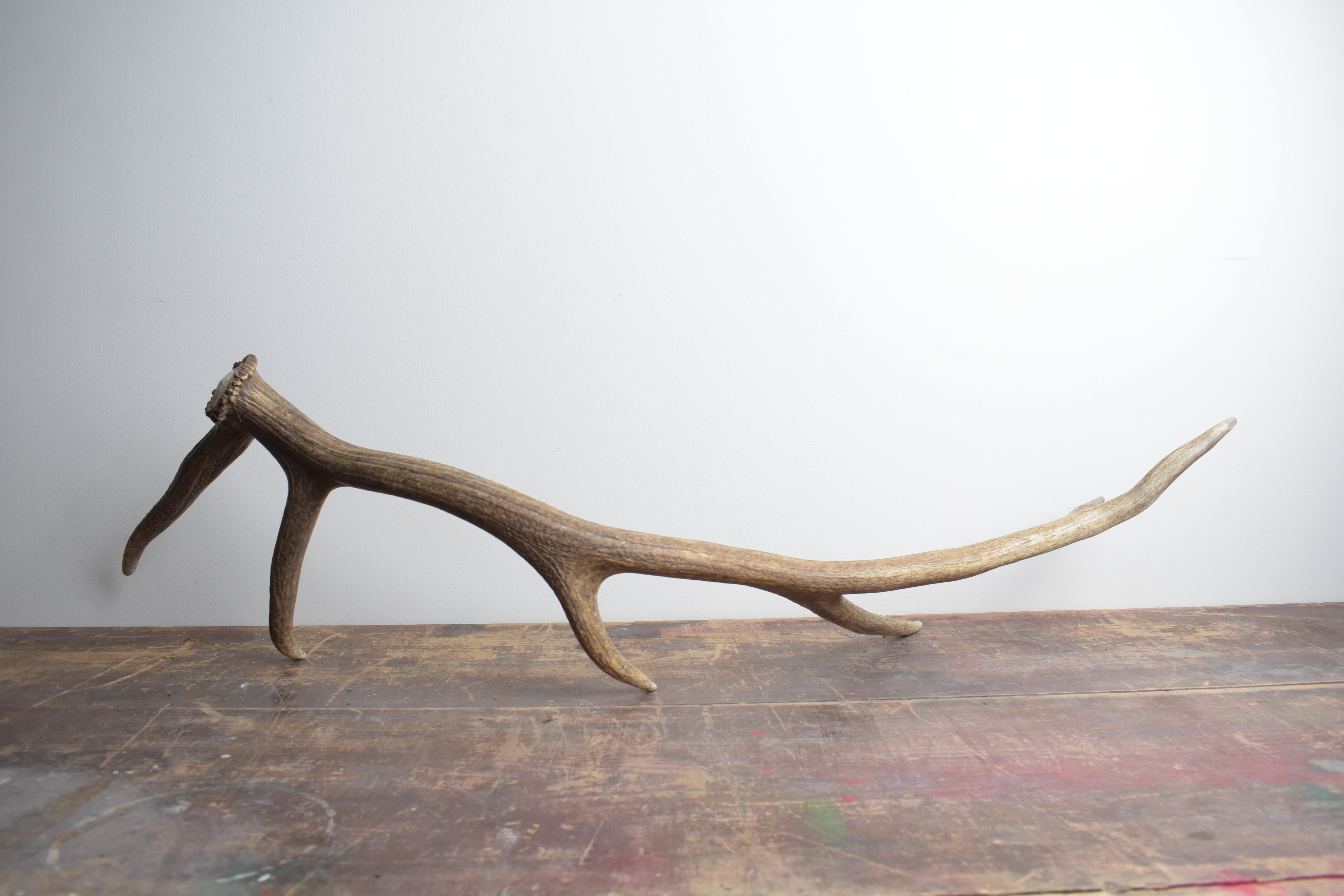 Elk Antler | 36 | SOLD OUT