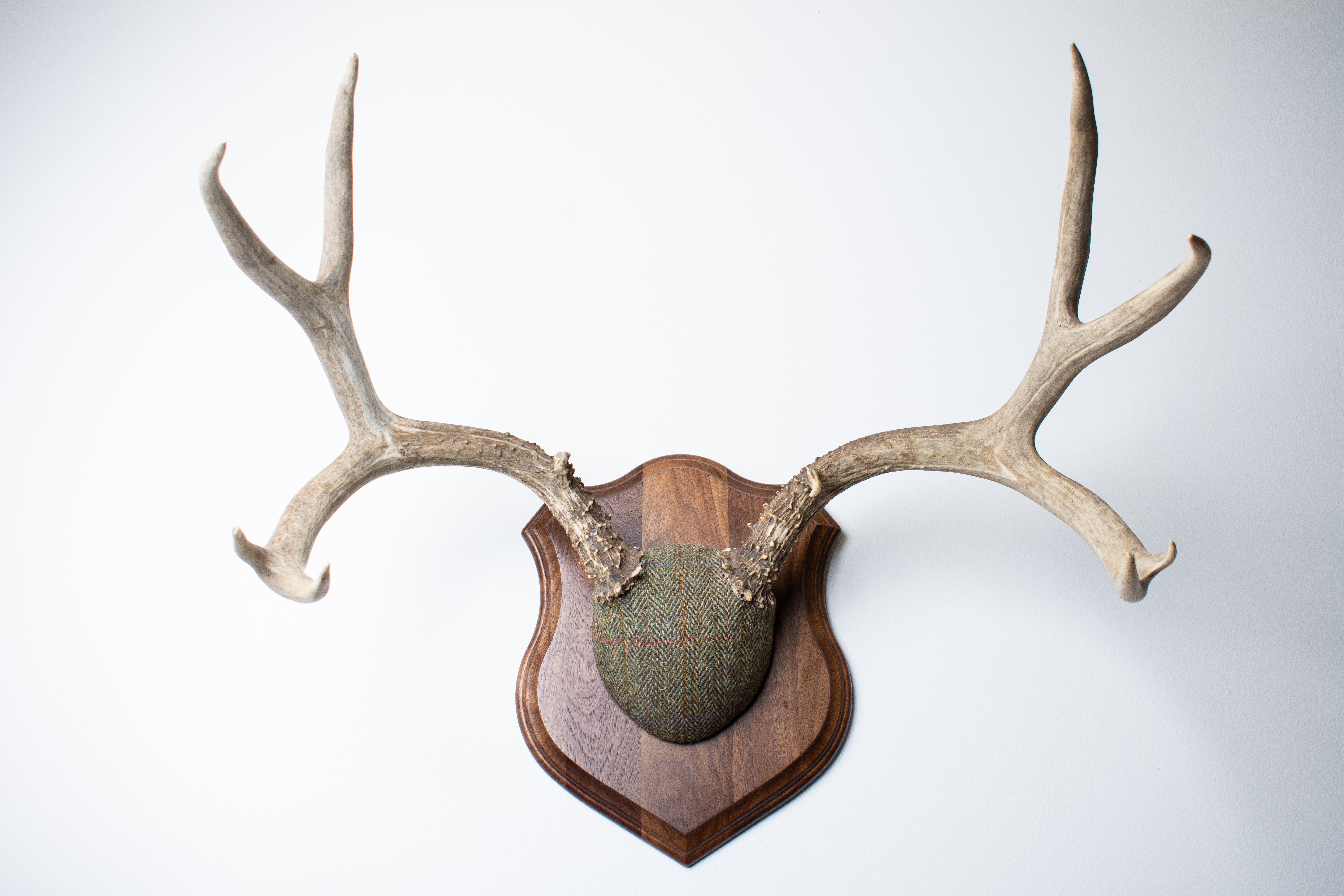 Mule Deer Antler Mount | Green Herringbone | 13