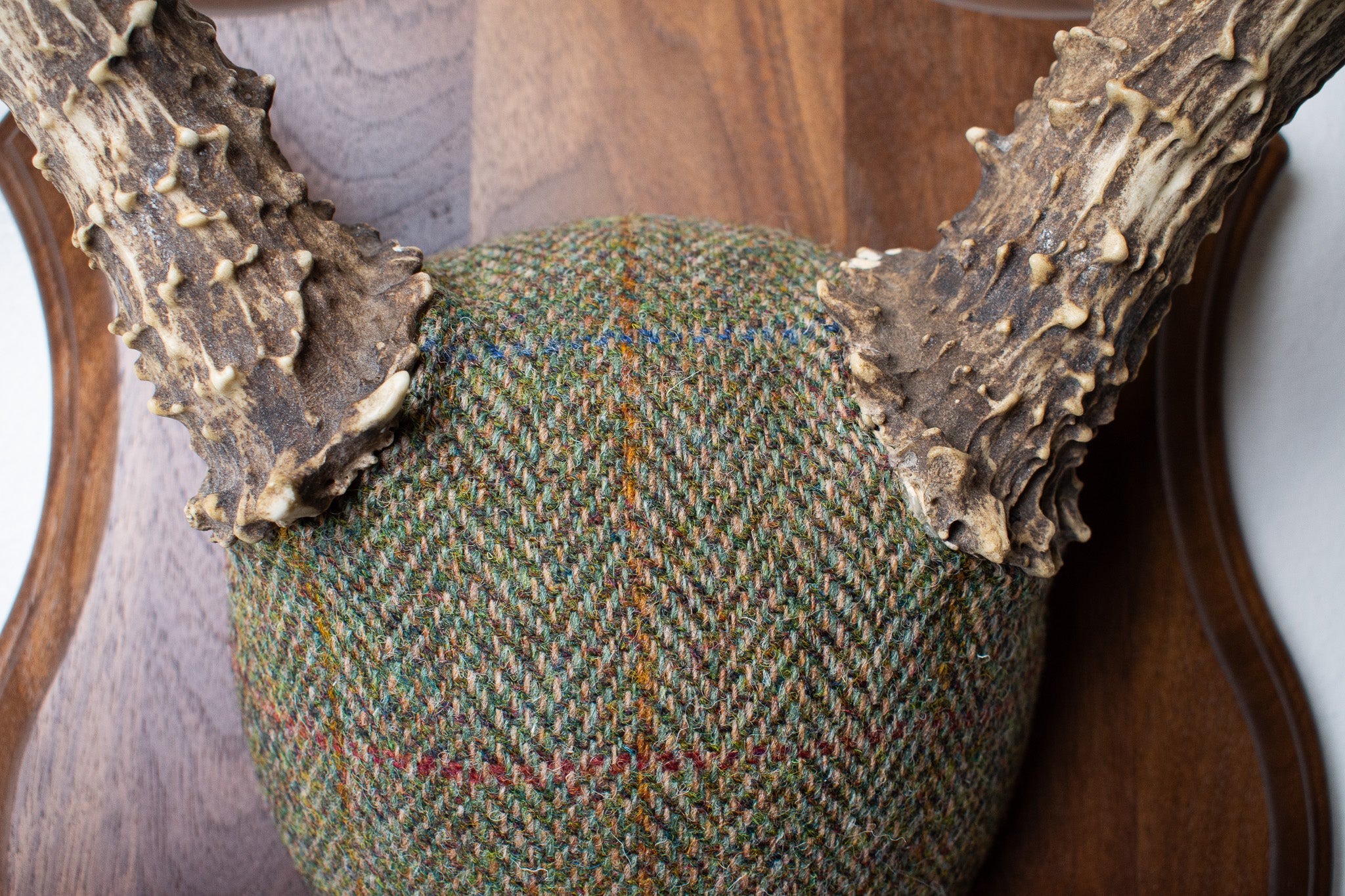 Mule Deer Antler Mount | Green Herringbone | 13