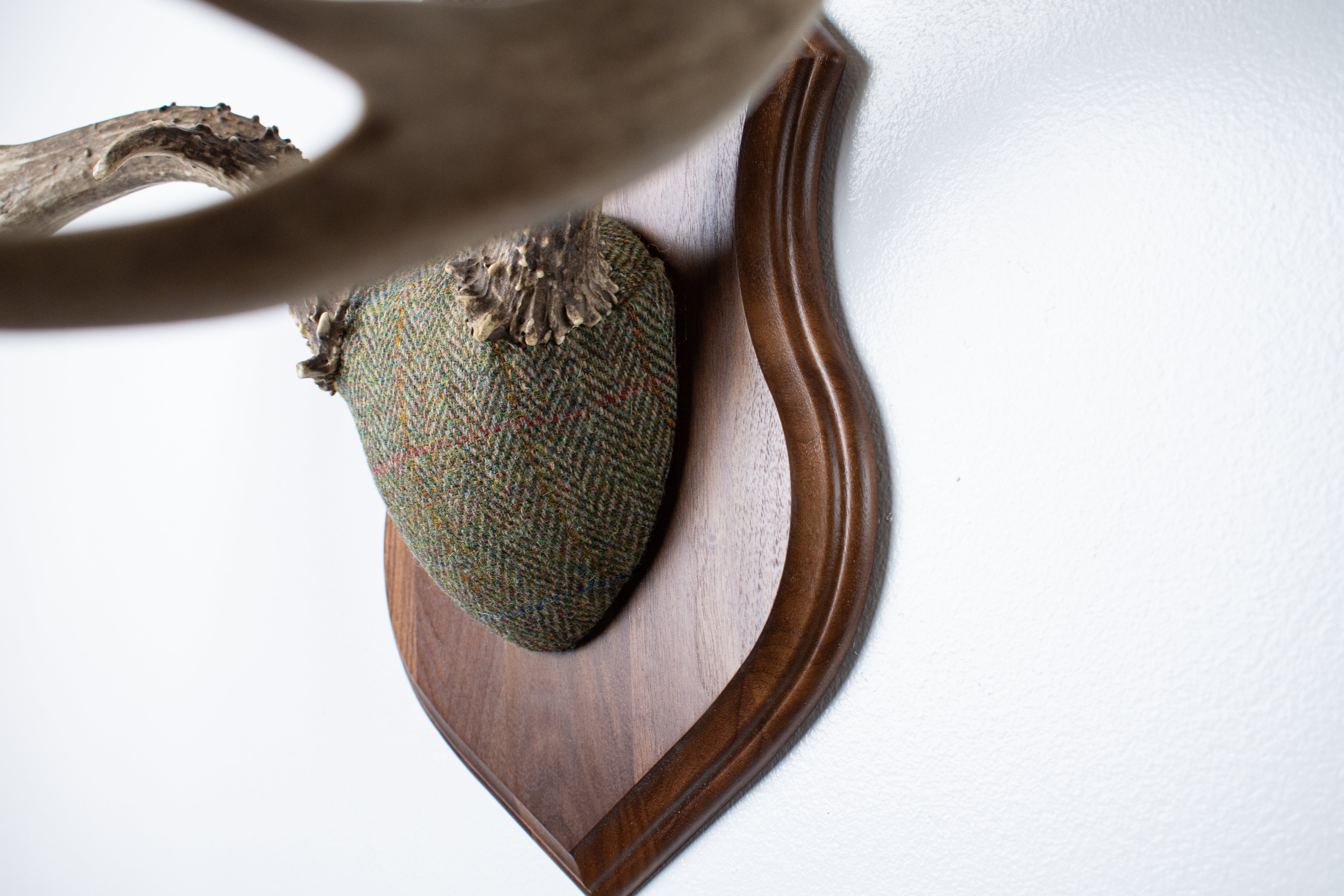 Mule Deer Antler Mount | Green Herringbone | 13