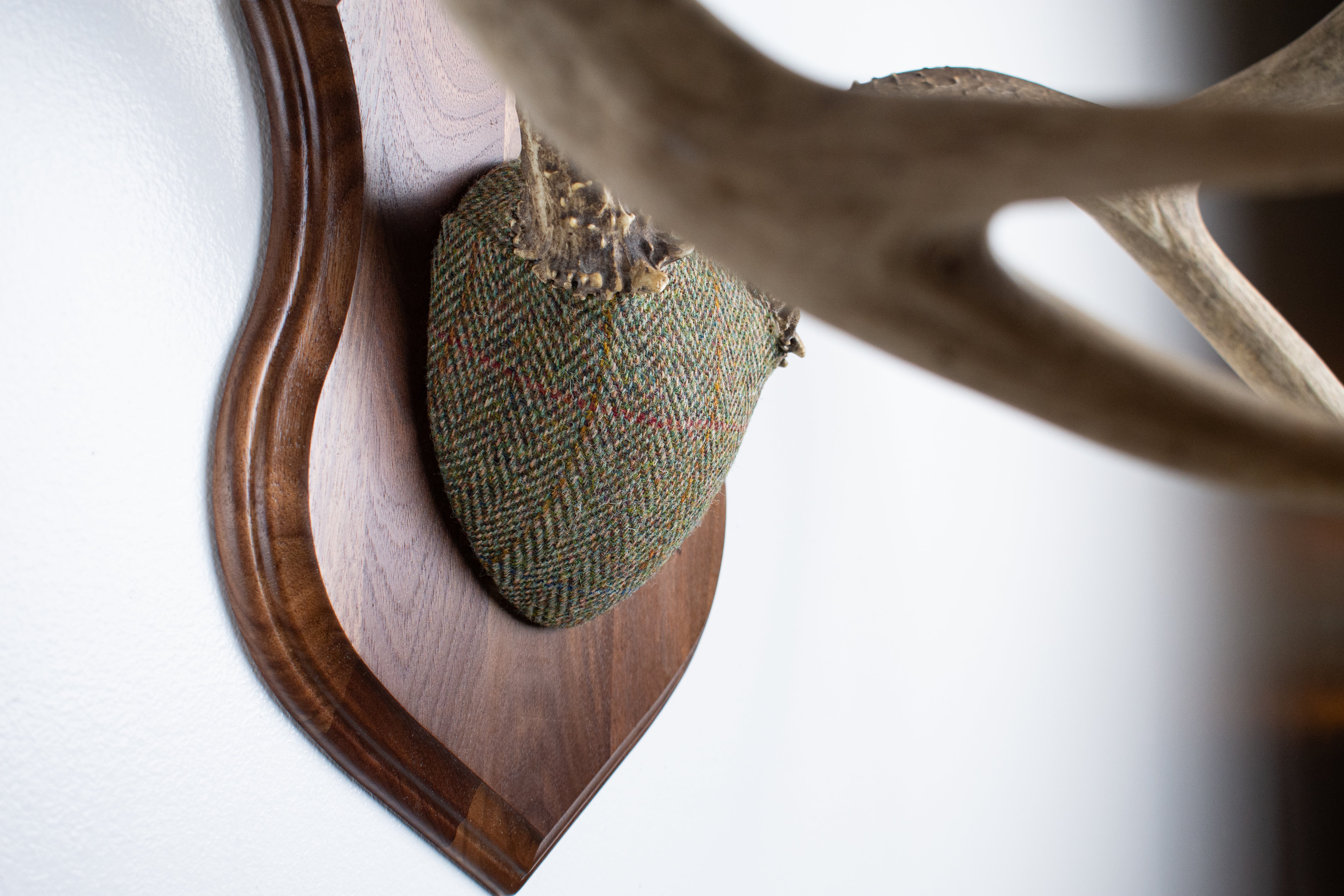 Mule Deer Antler Mount | Green Herringbone | 13