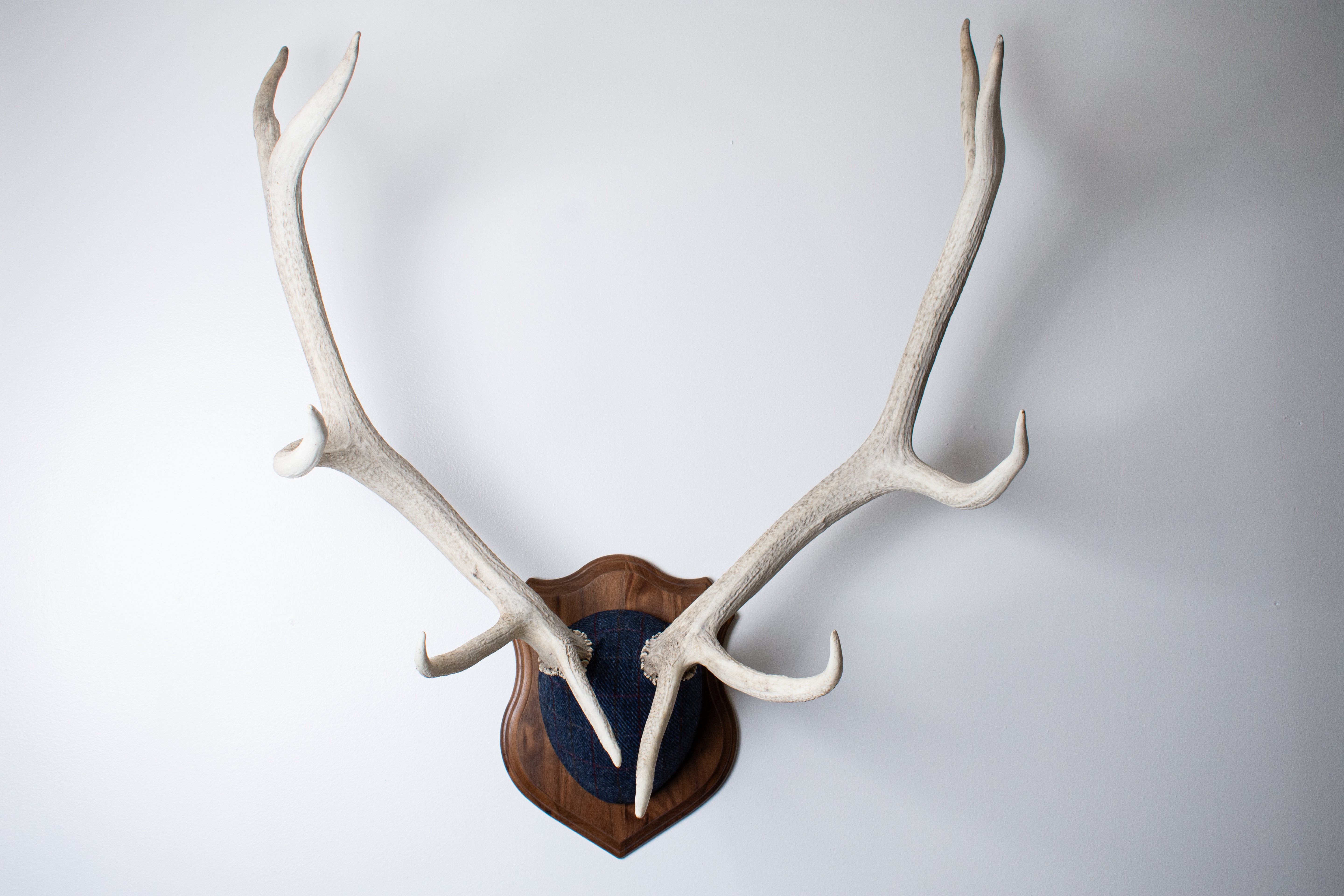 Elk Antler Mount | Blue with Red Overcheck | 15