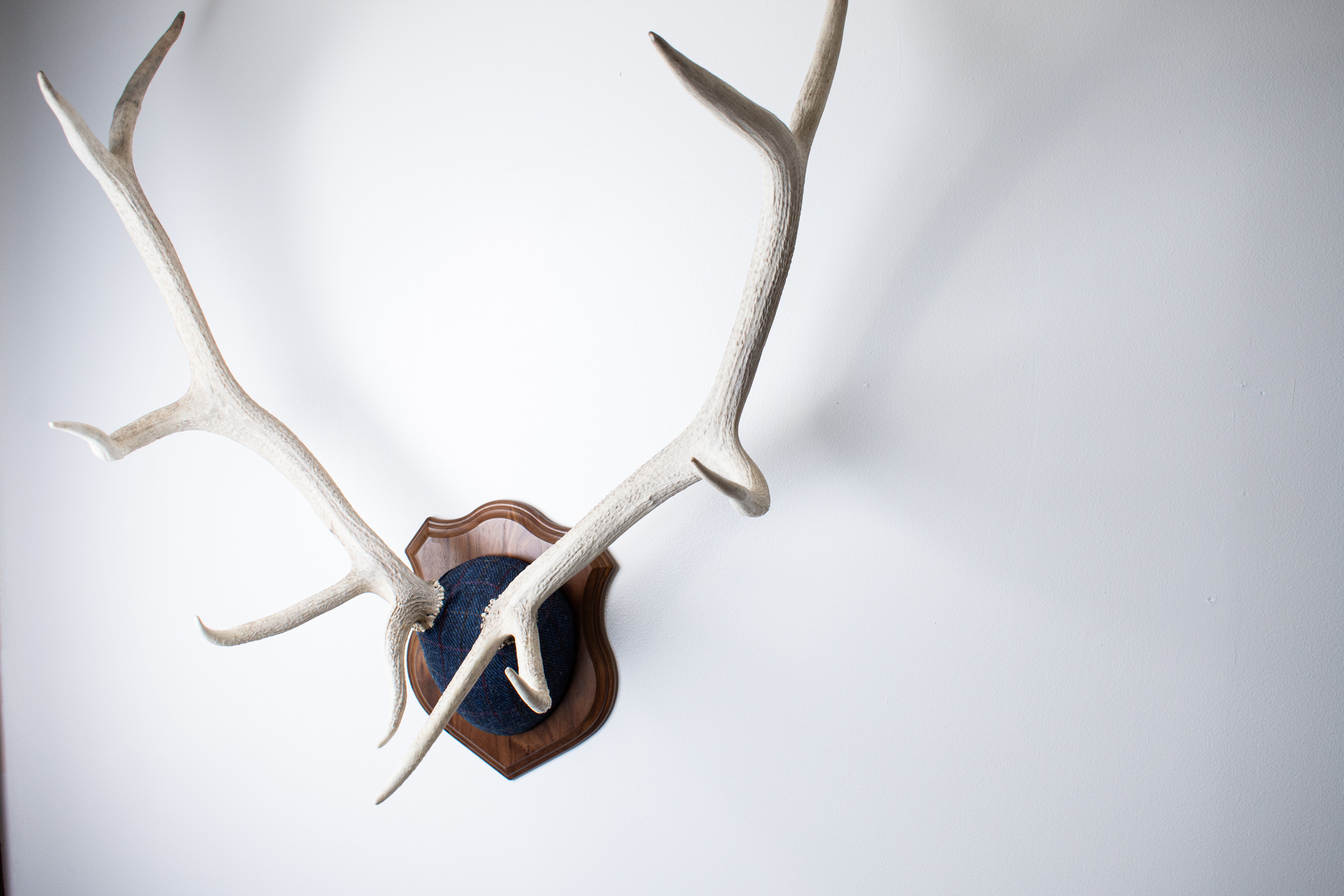 Elk Antler Mount | Blue with Red Overcheck | 15