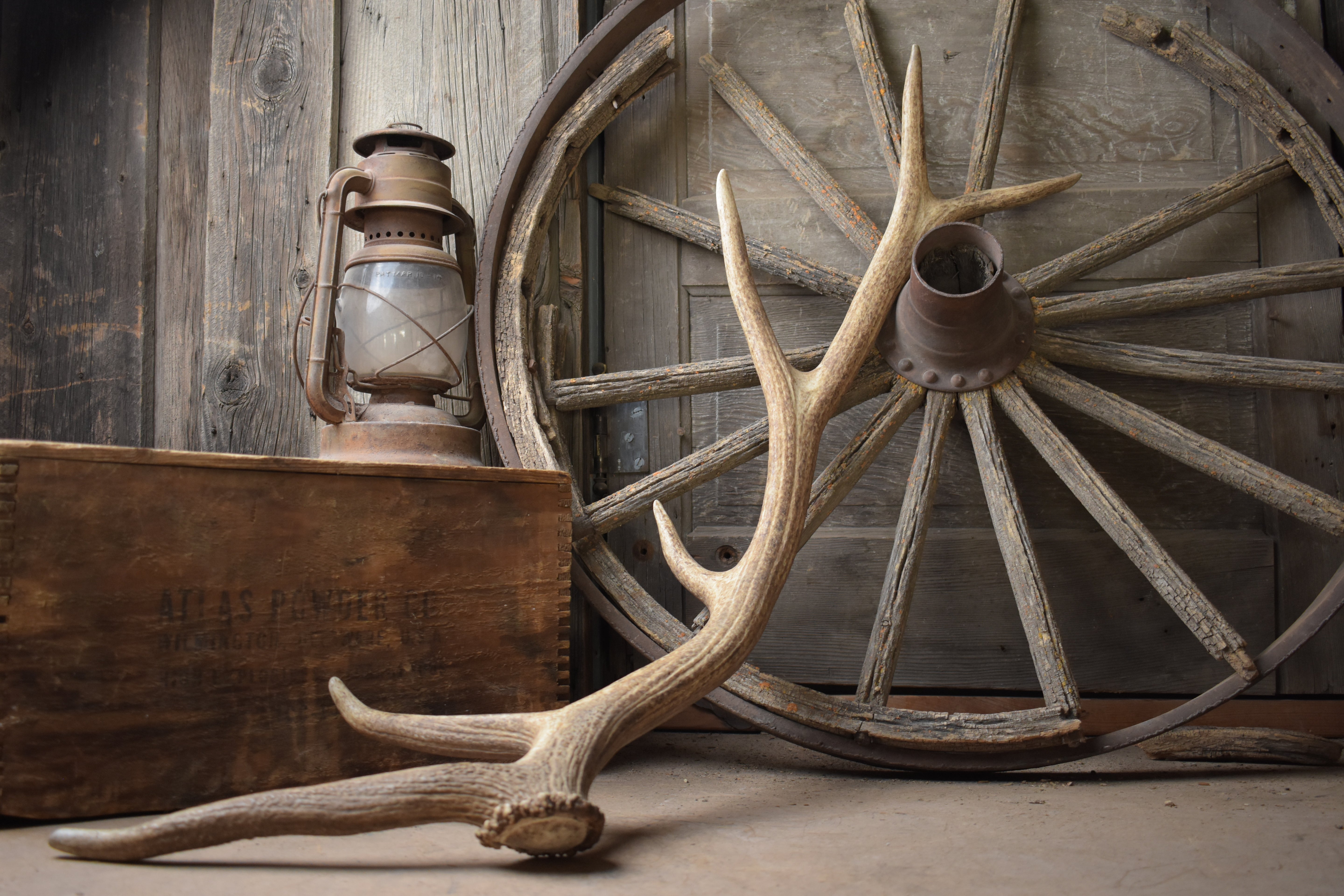 Elk Antler | 36