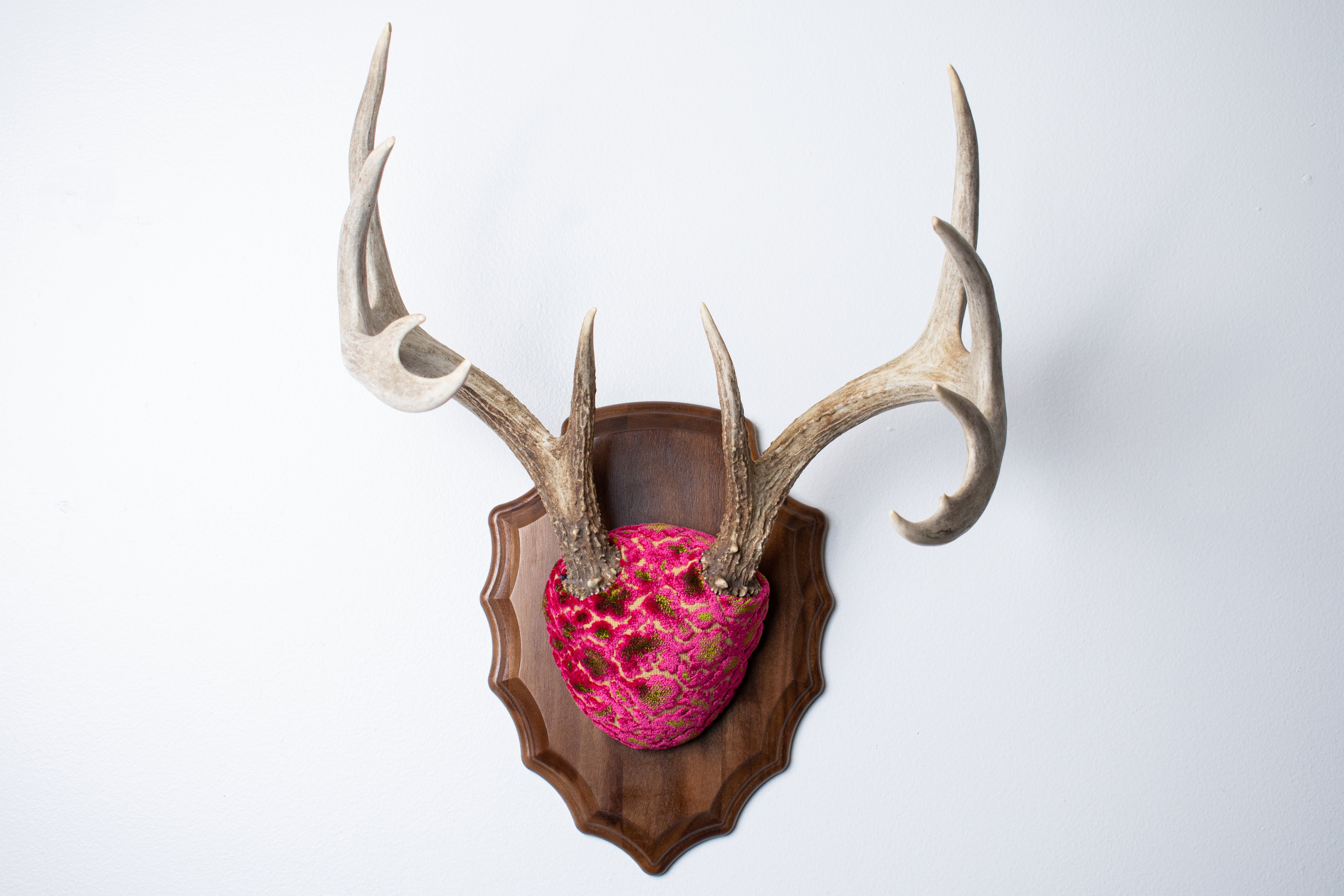Whitetail Deer Antler Mount | Magenta & Olive | 04