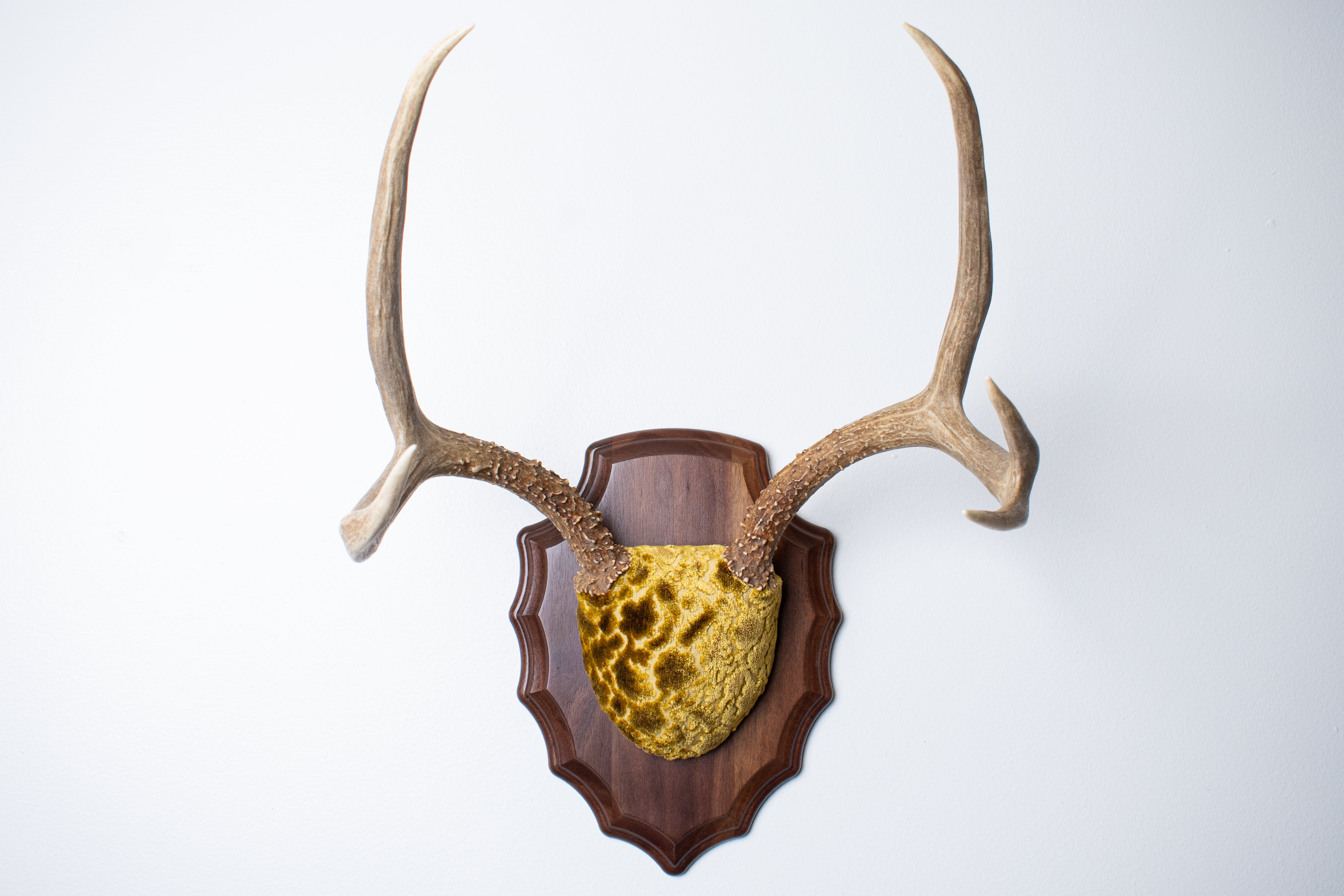 Mule Deer Antler Mount | Antique Gold & Umber | 06