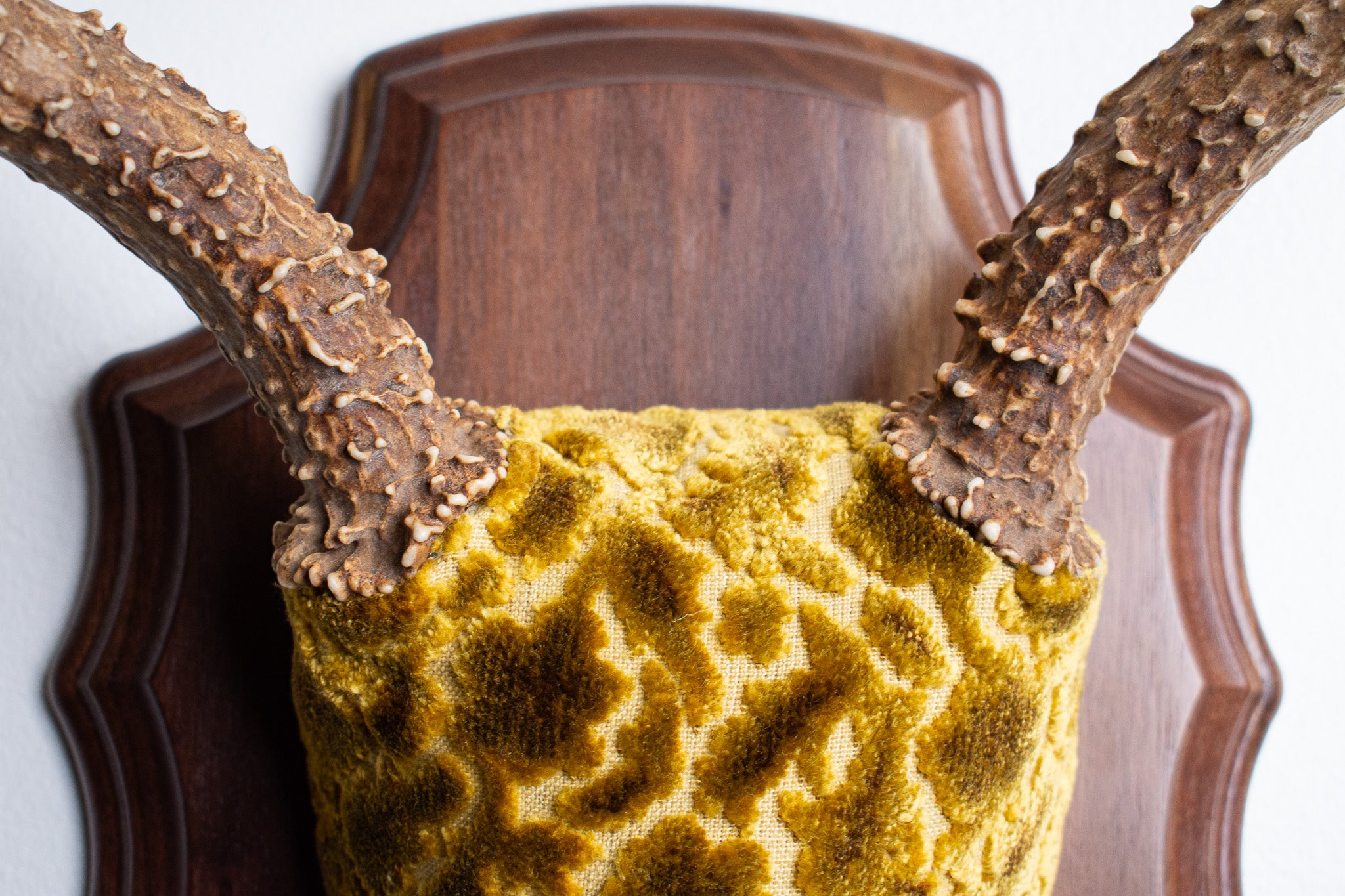 Mule Deer Antler Mount | Antique Gold & Umber | 06