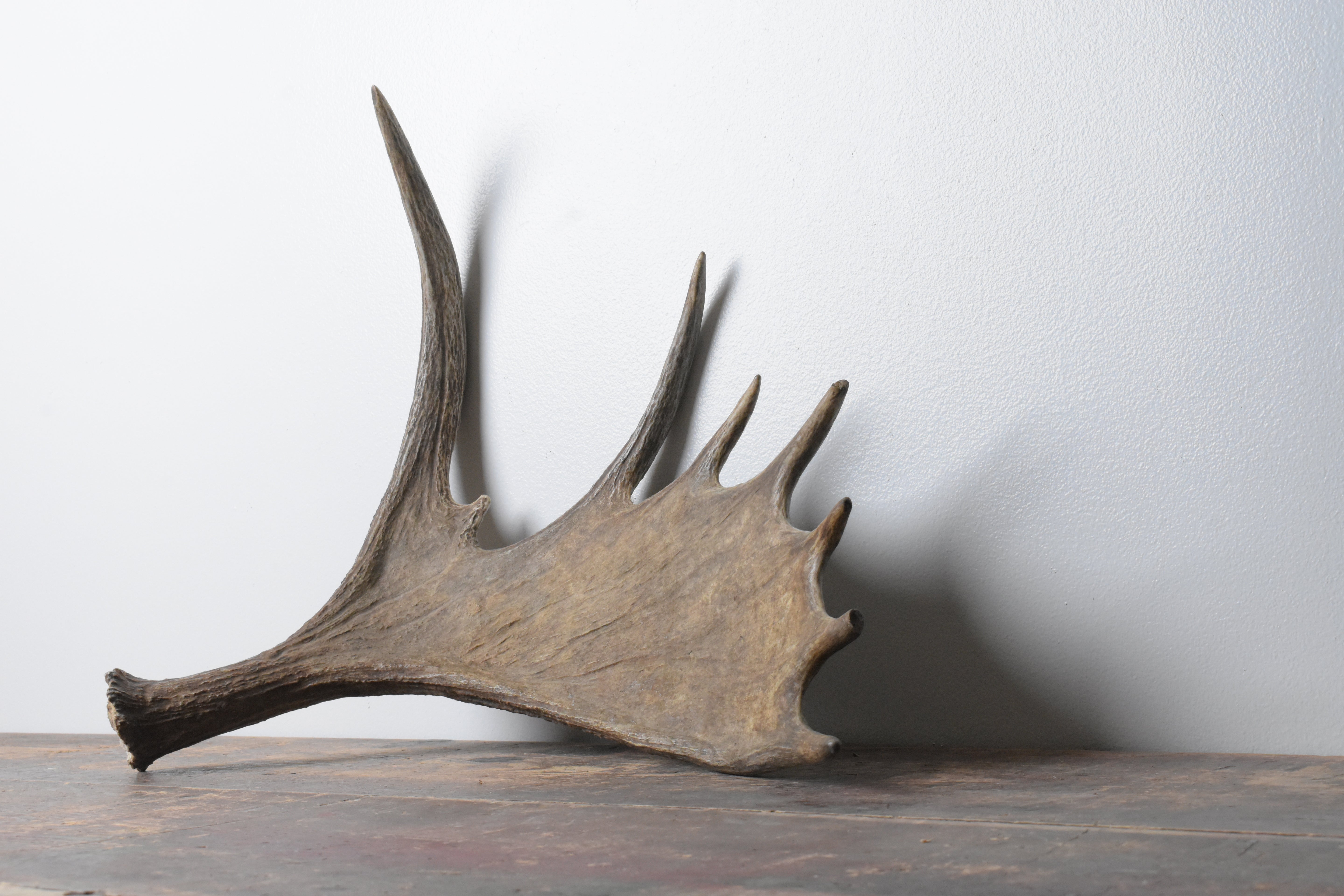 Moose Antler | 07