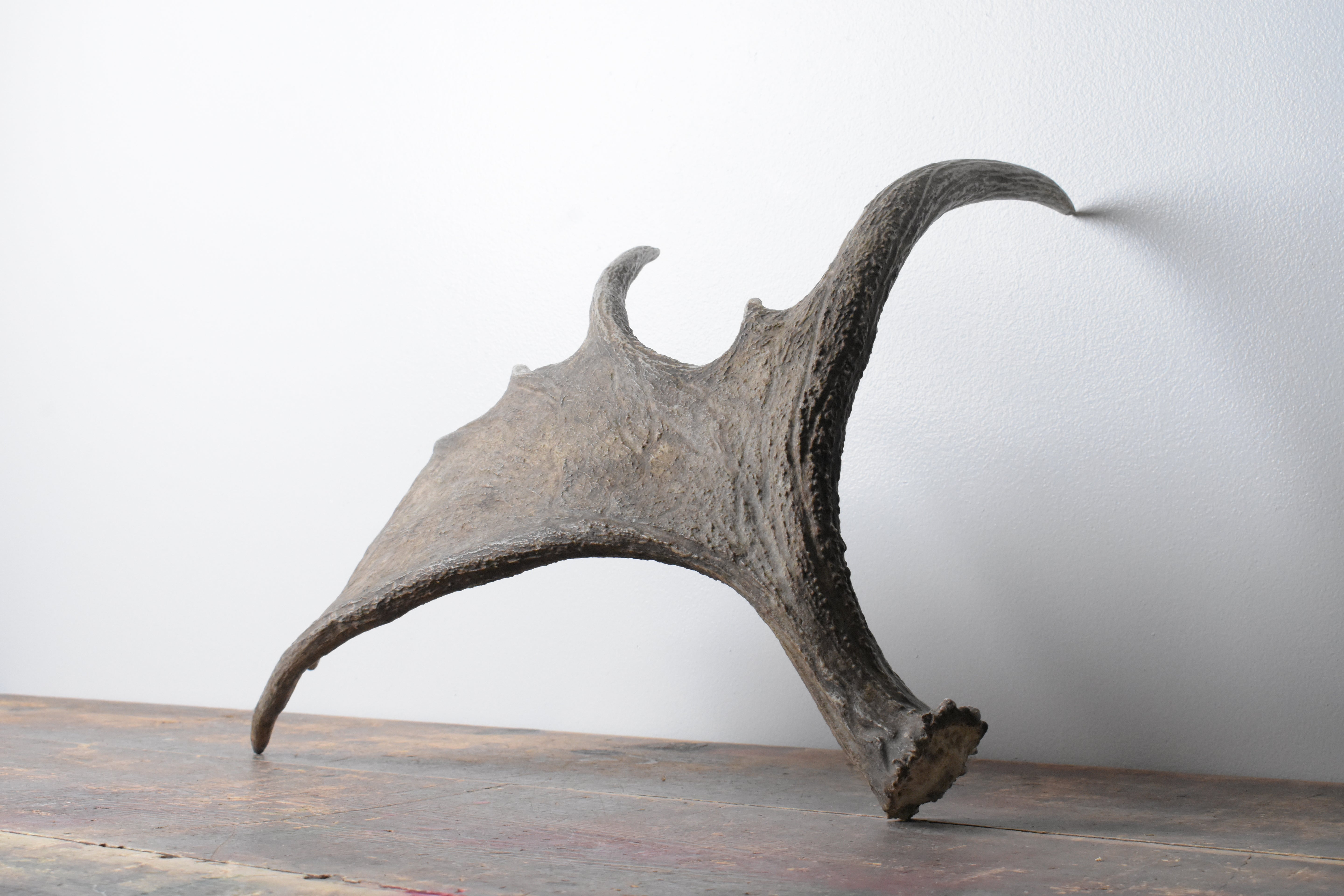 Moose Antler | Small Size | 07
