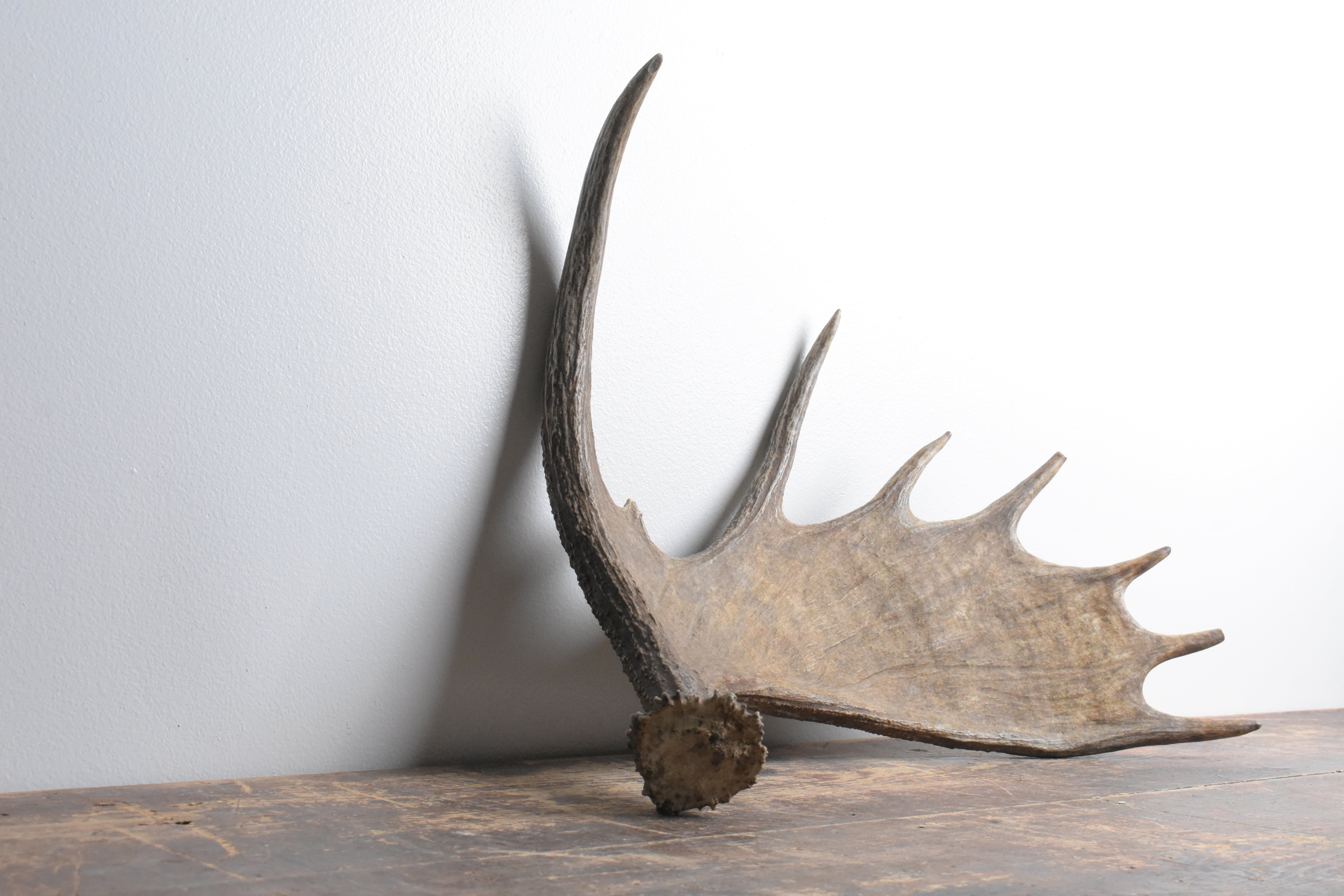 Moose Antler | Small Size | 07