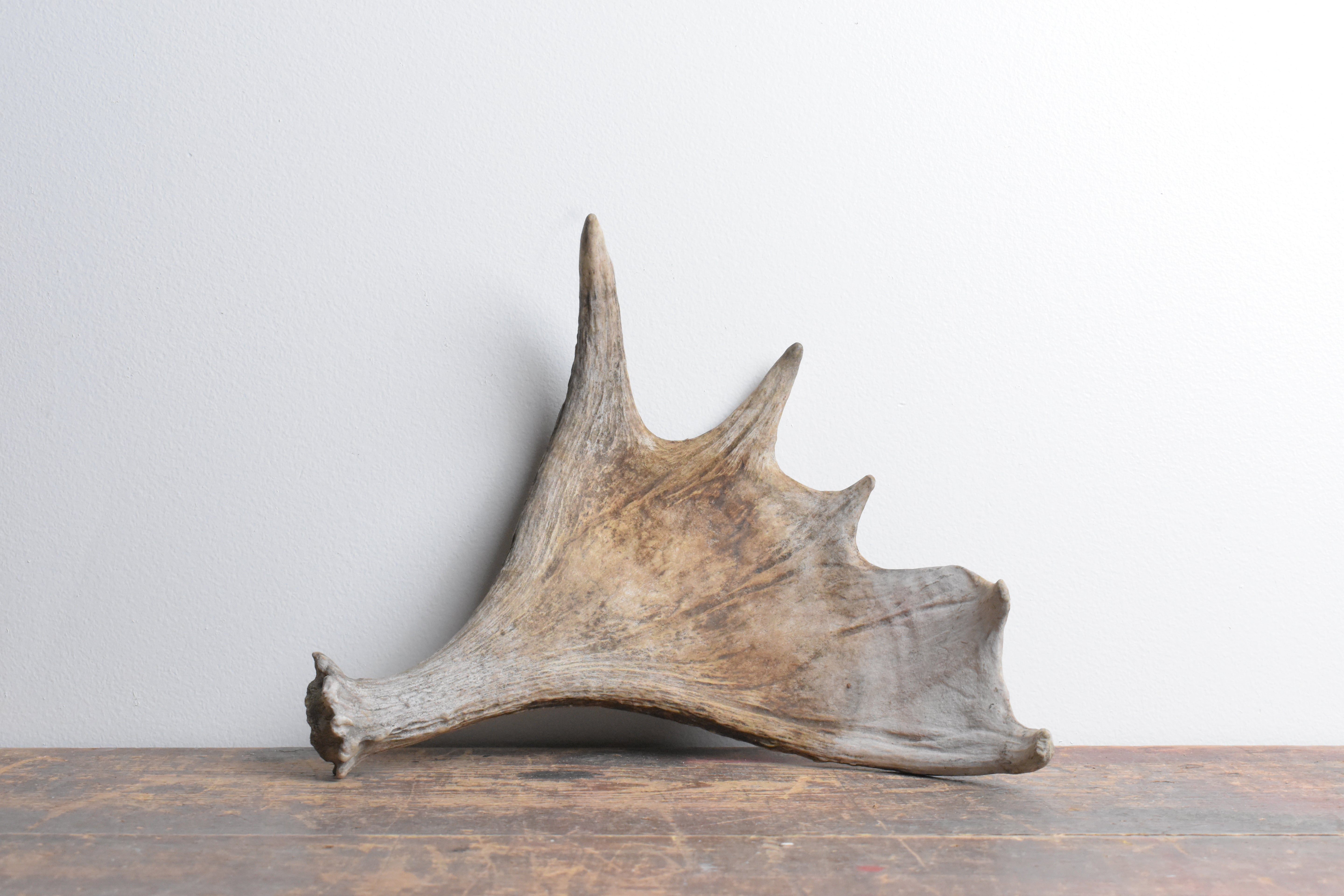 Moose Antler | 06