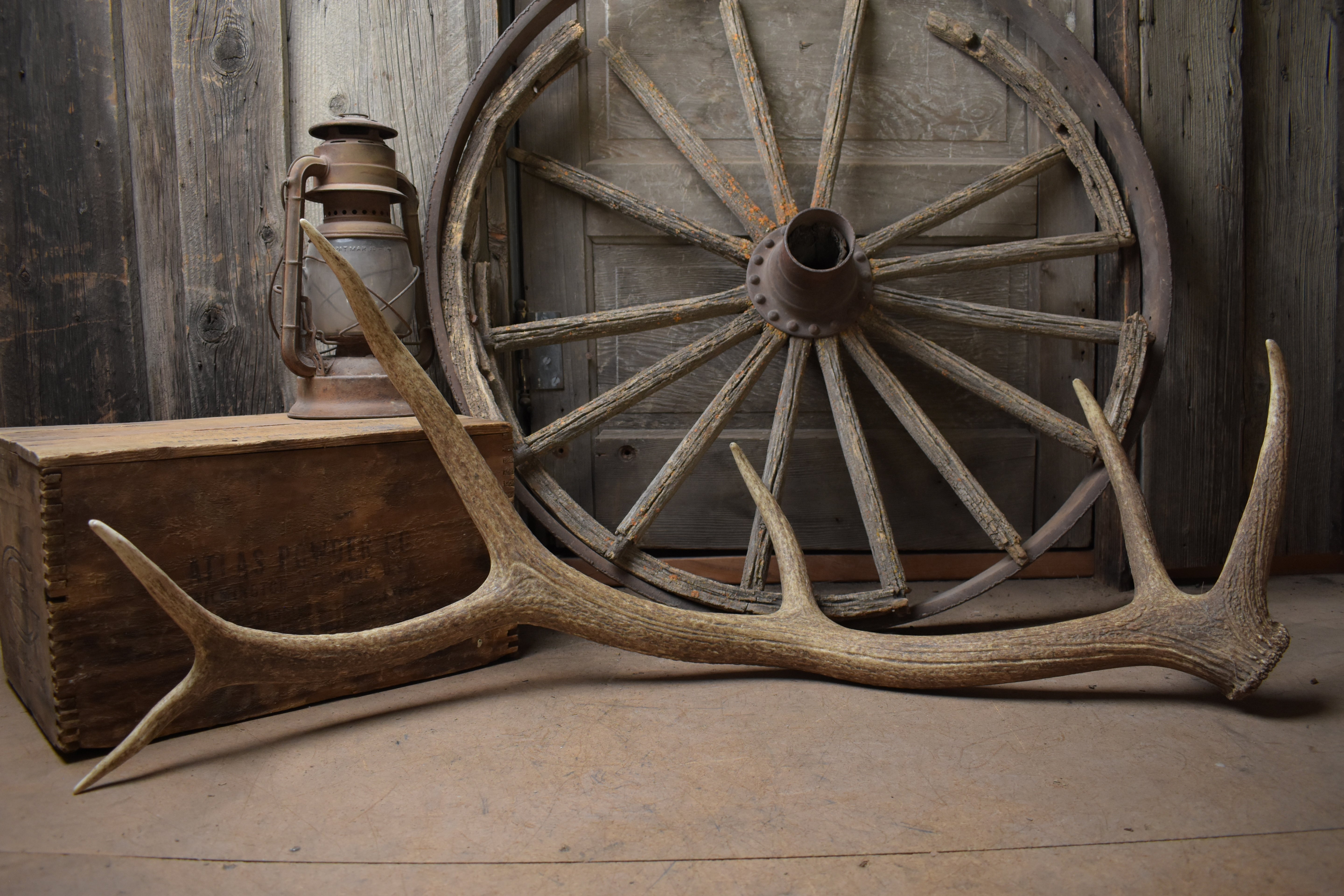 Elk Antler | 41