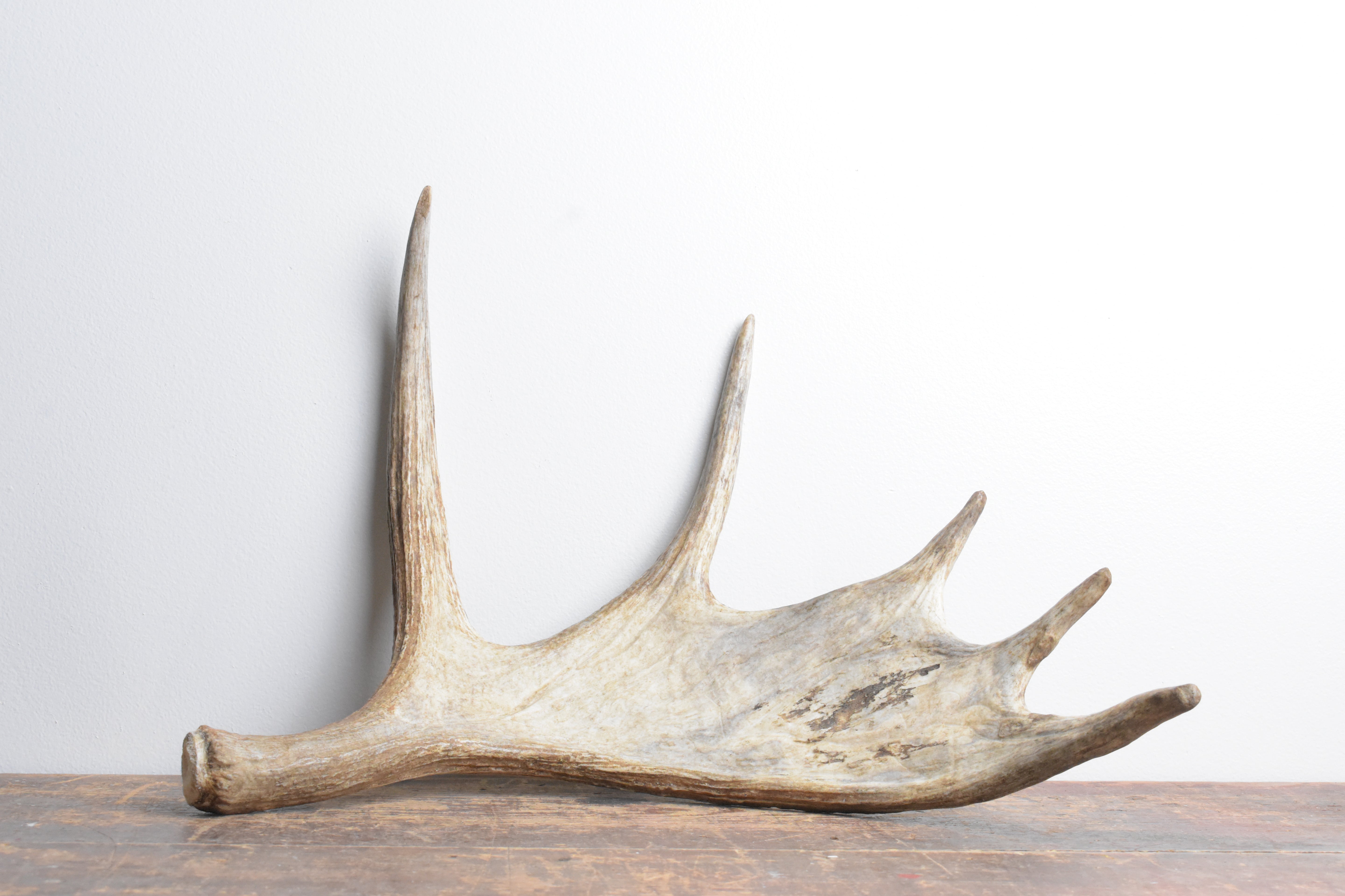 Moose Antler | 11