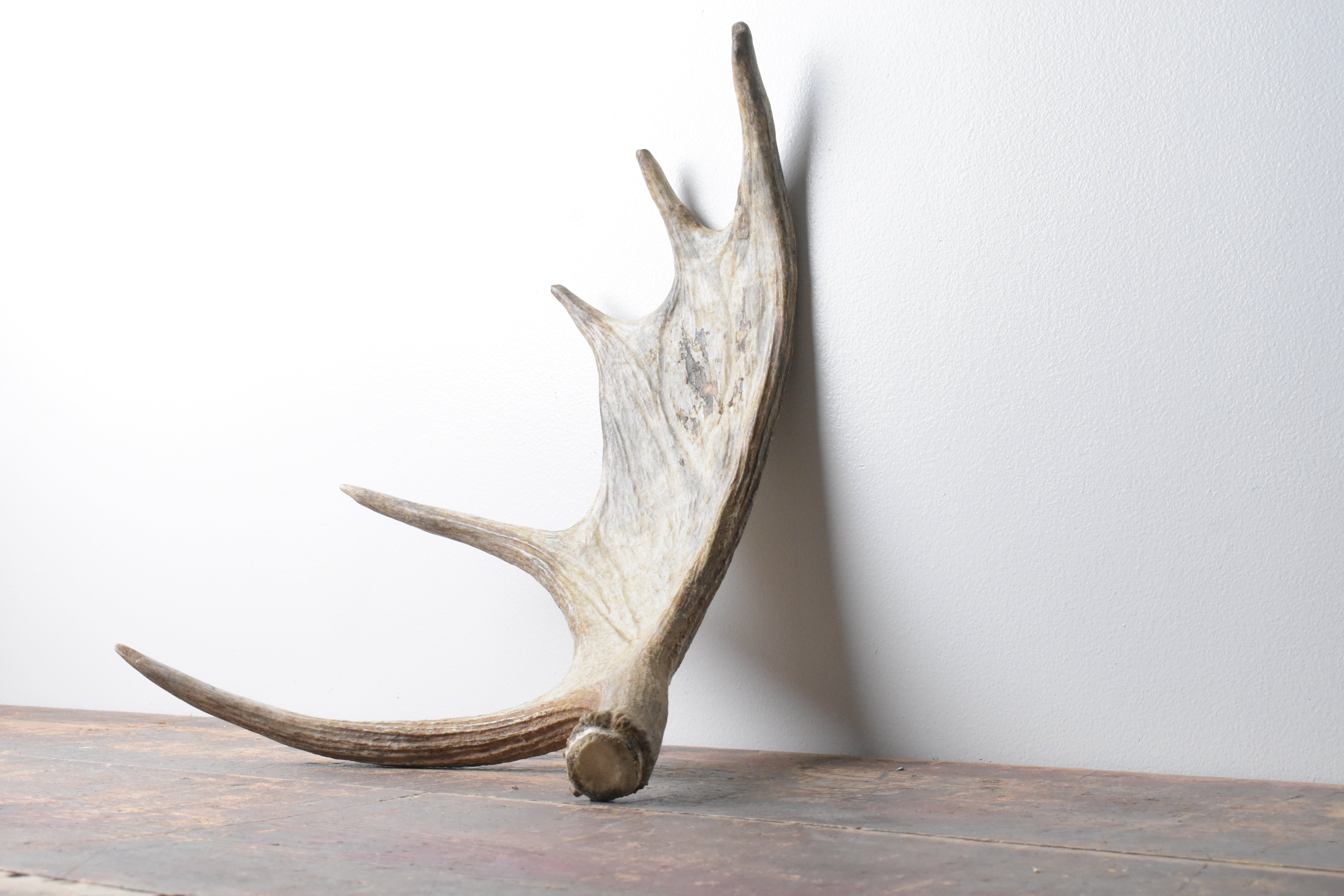 Moose Antler | Small Size | 11