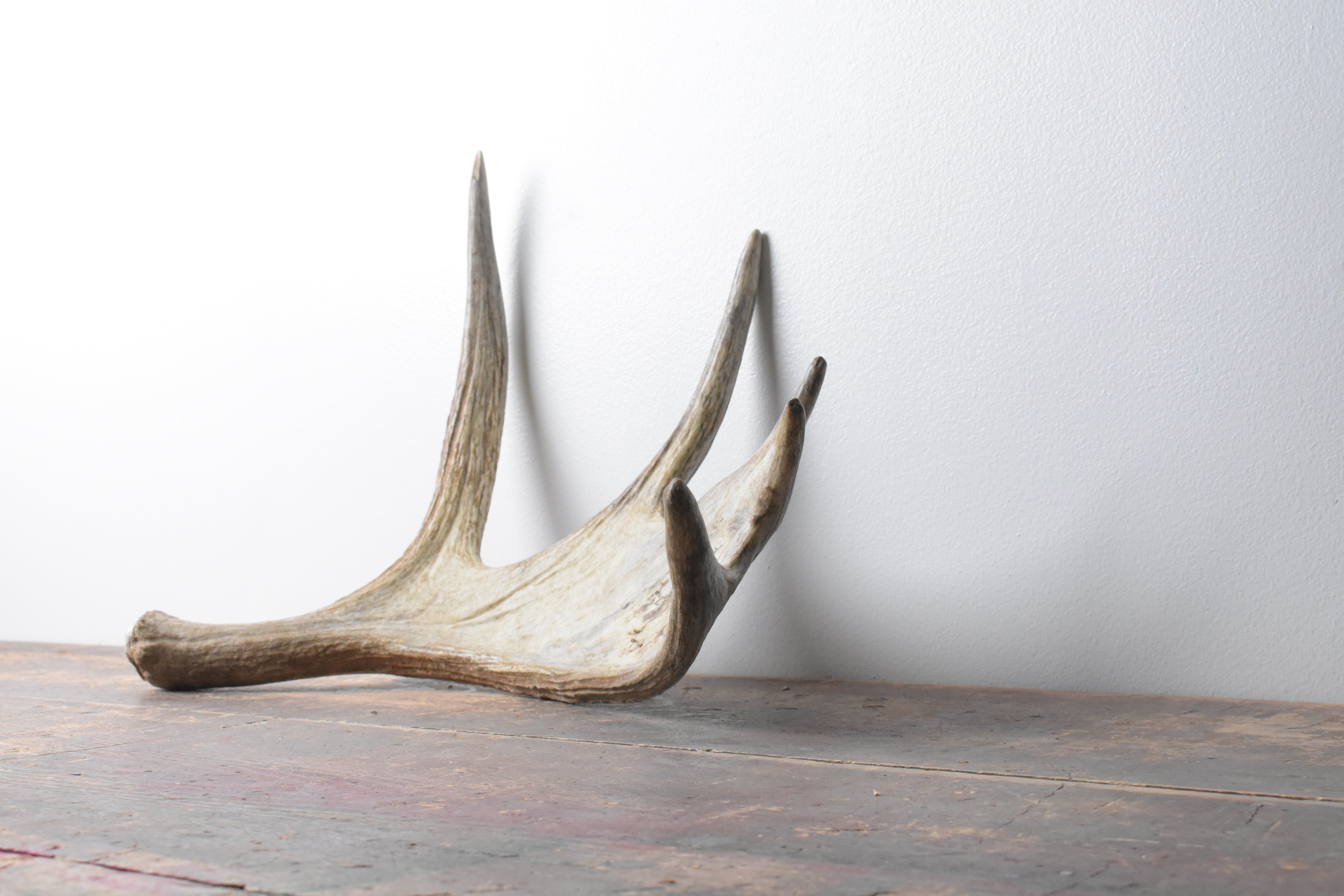 Moose Antler | Small Size | 11